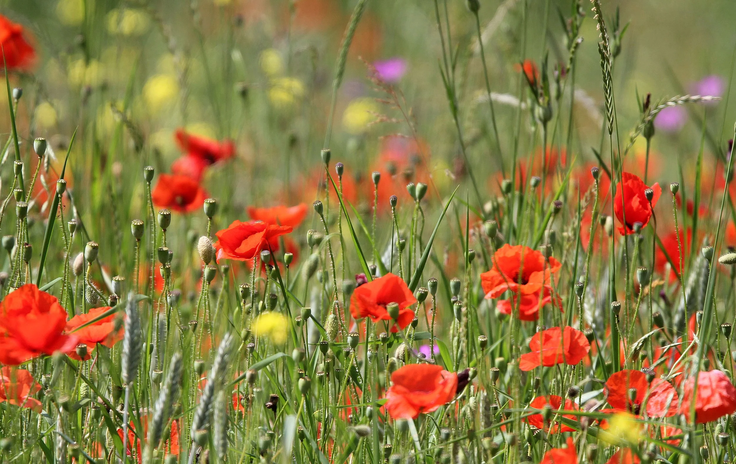 VERCORS NATIONAL PARK FRANCE (56).JPG