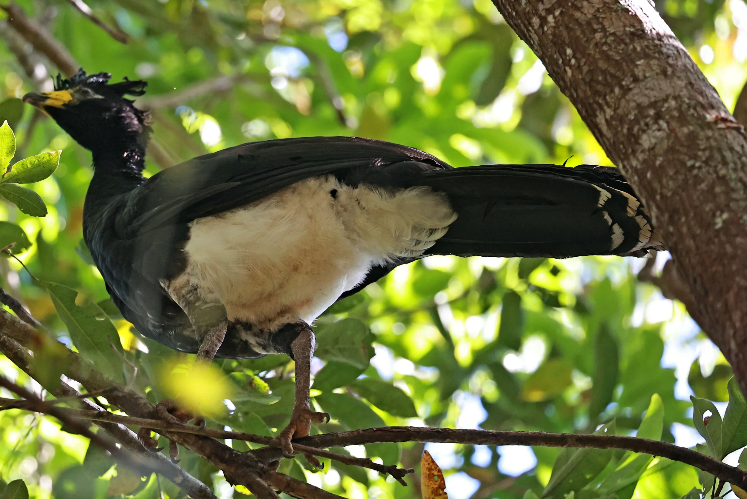 Curassow - Bare-faced Curassow - Crax fasciolata - Emas National Park, Goias State, Brazil (15).jpg