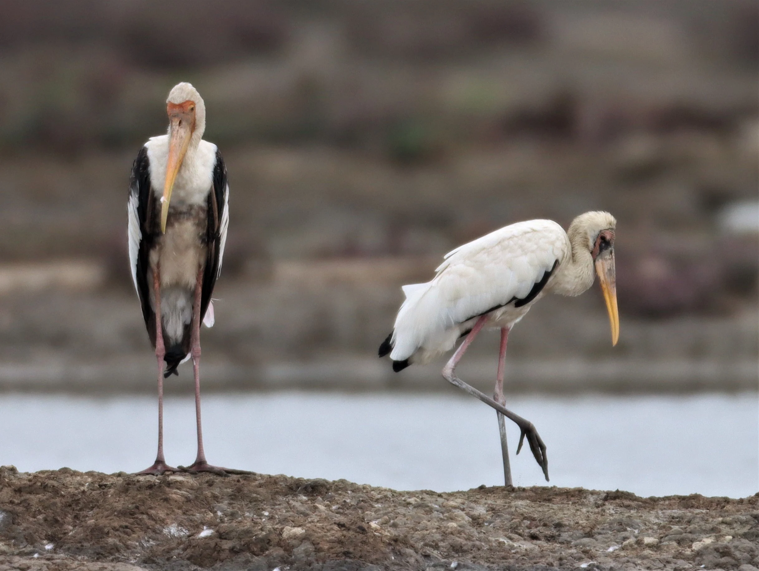 STORK - MILKY STORK - Mycteria cinerea - WITH PAINTED STORK - KHLONG TAMRU CHONBURI (45).jpg