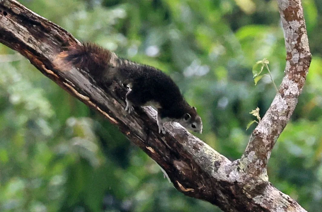 Finlayson's squirrel (Callosciurus finlaysonii bocourti) Khao Yai National Park day 2 (1).jpg