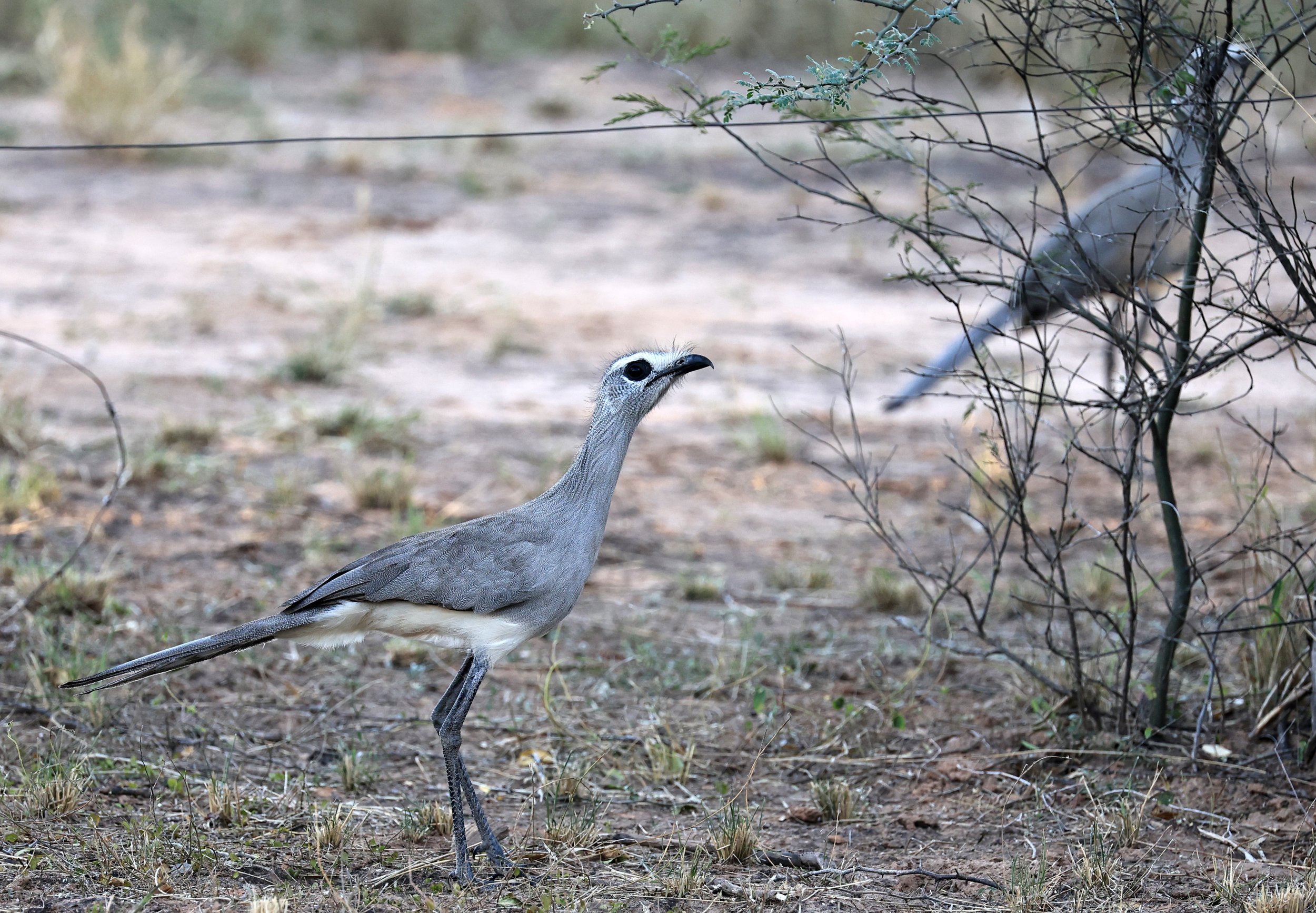 Black-legged Seriema (Chunga burmeisteri) Parque Nacional Teniente Agripino Enciso (37).jpg