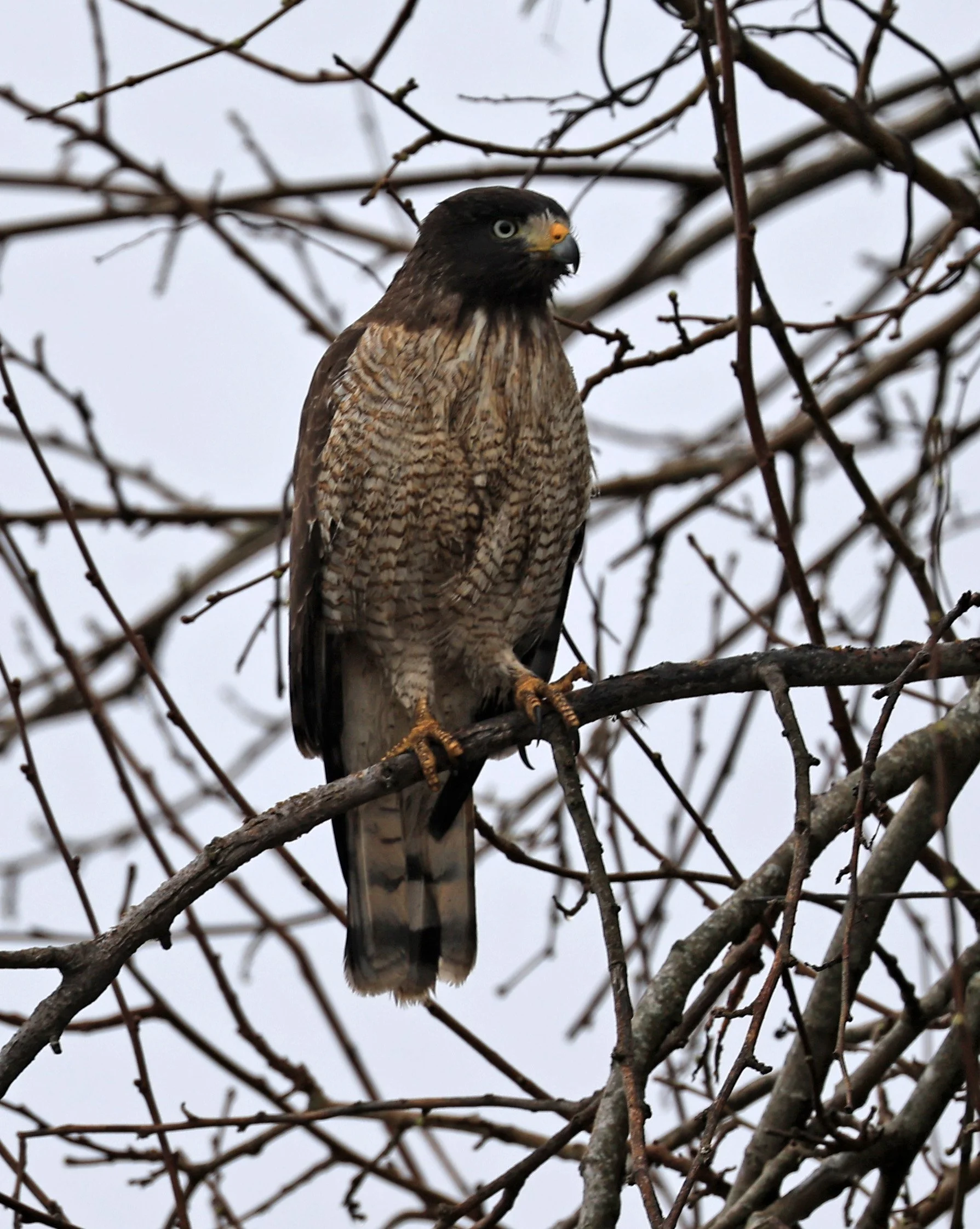 Roadside Hawk (Rupornis magnirostris) Reserva Natural Ceibas, Entre Rios, Argentina  (4).jpg