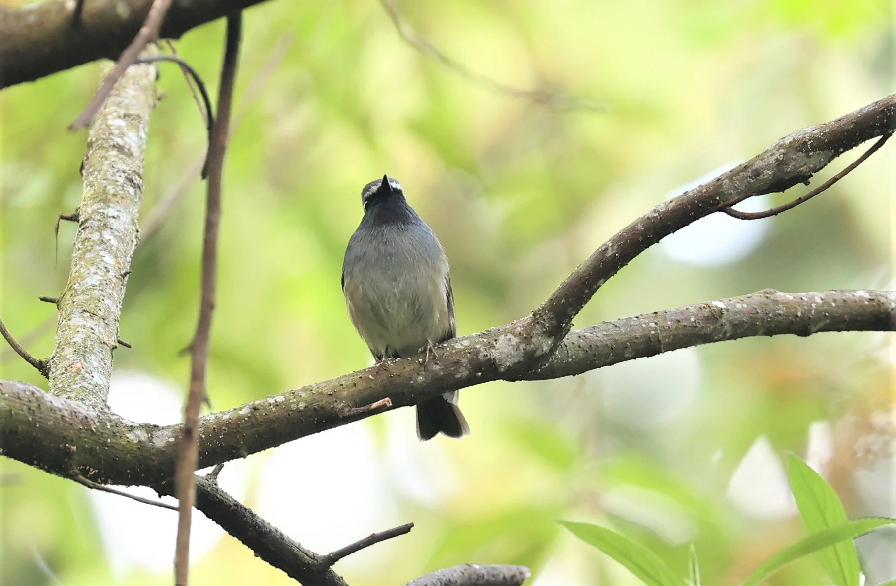 FLYCATCHER - RUFOUS-GORGETED FLYCATCHER - Ficedula strophiata - DOI LANG WEST, DOI PHA HOM POK NP, CHIANG MAI DEC 2021 (35).jpg