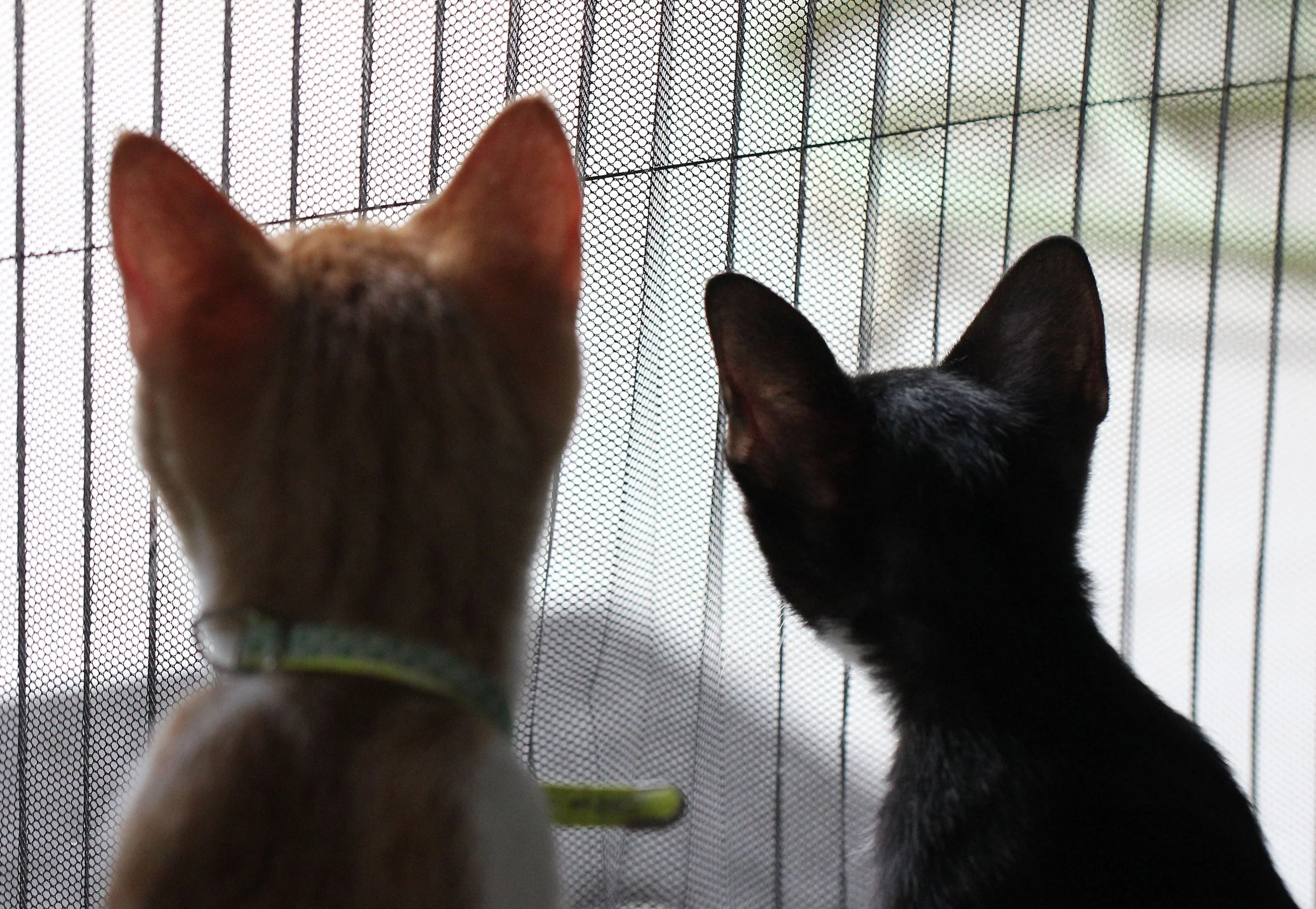 2015 Cats - Ukura & Jean Luc (7).JPG
