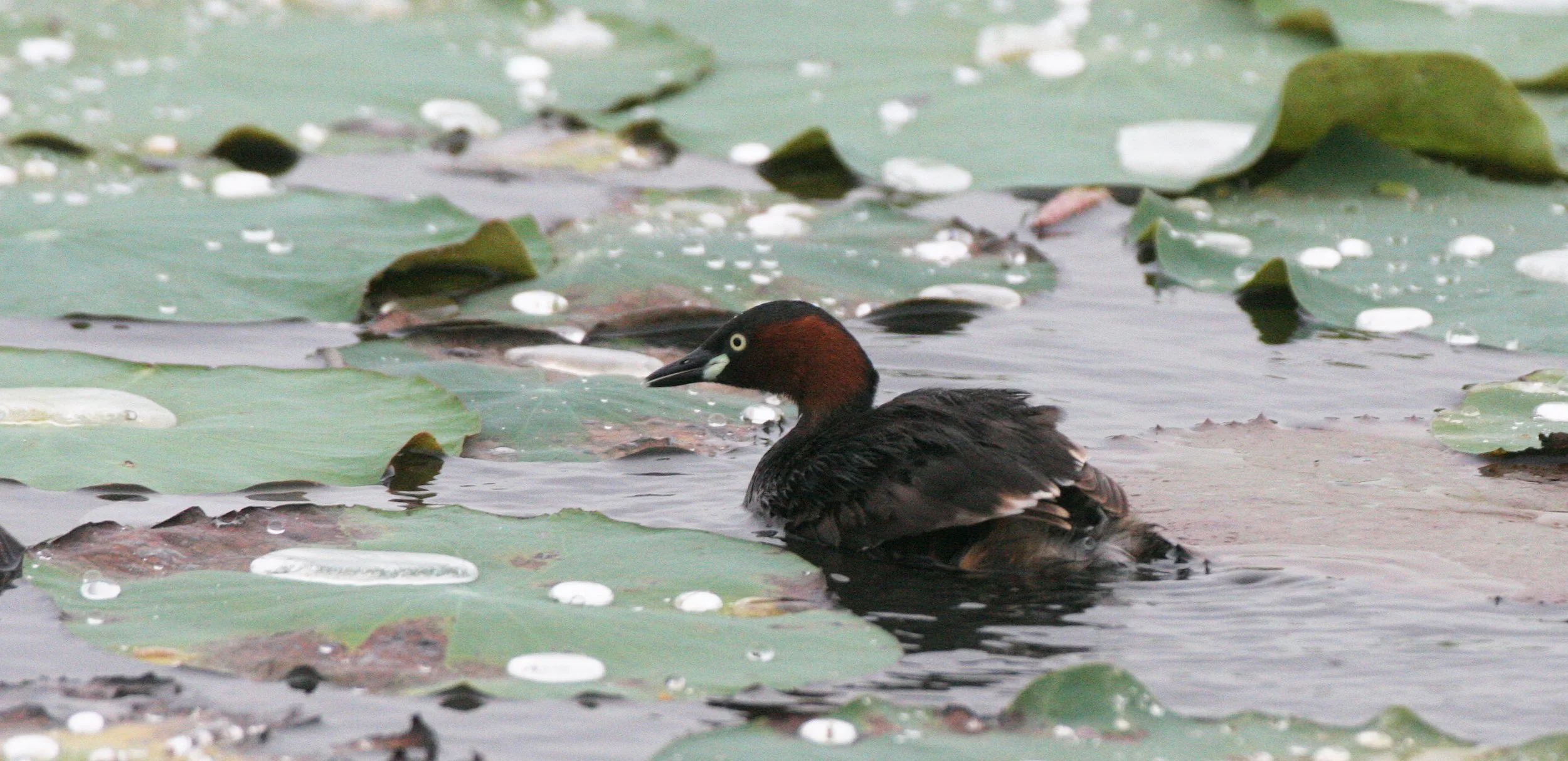 Little Grebe (Tachybaptus ruficollis) Bueng Boraphet Wetlands Nakhon Sawan Thailand (97).JPG
