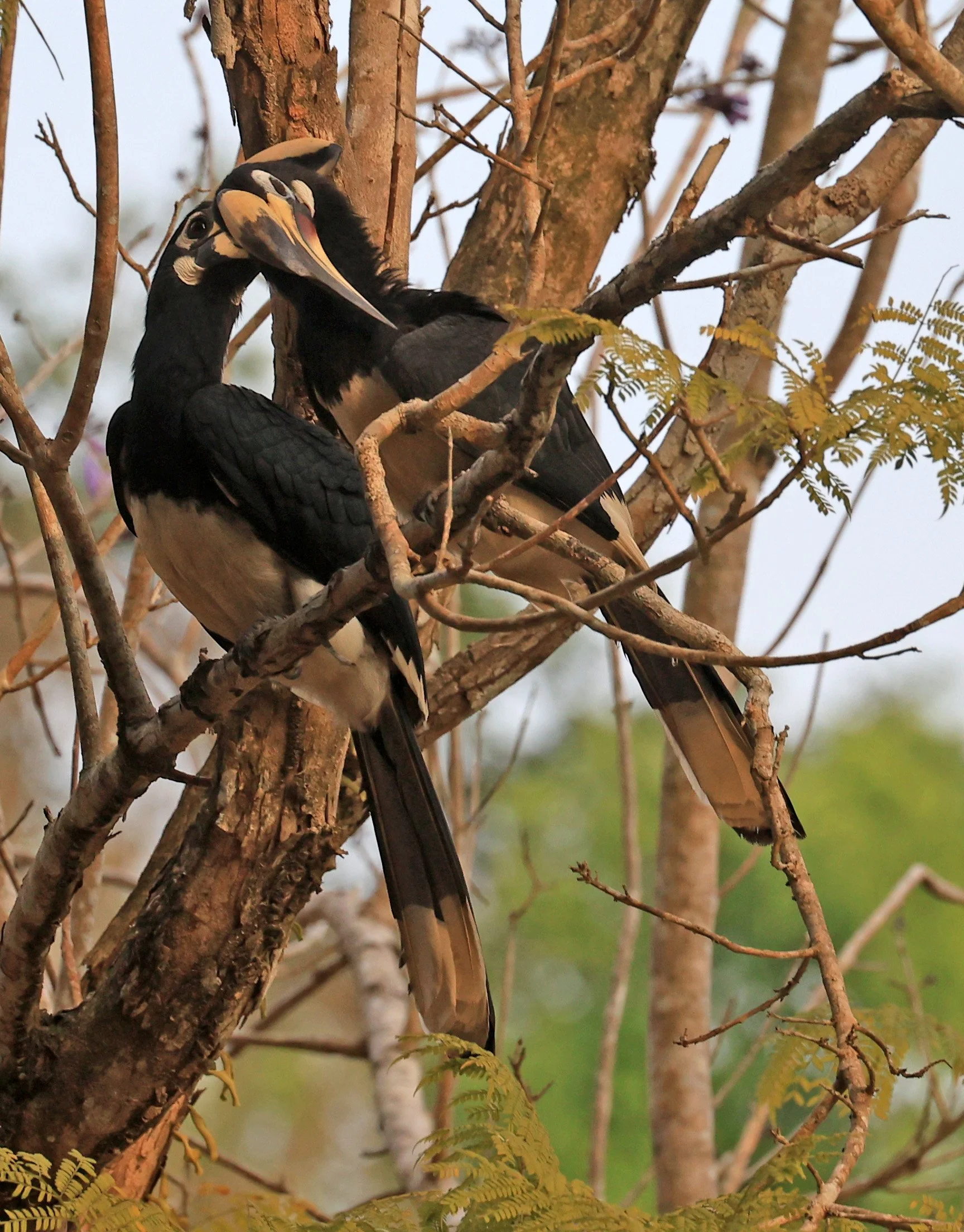 Oriental pied hornbill (Anthracoceros albirostris) Khao Yai National Park Feb 2026 Day 3 (4).jpg