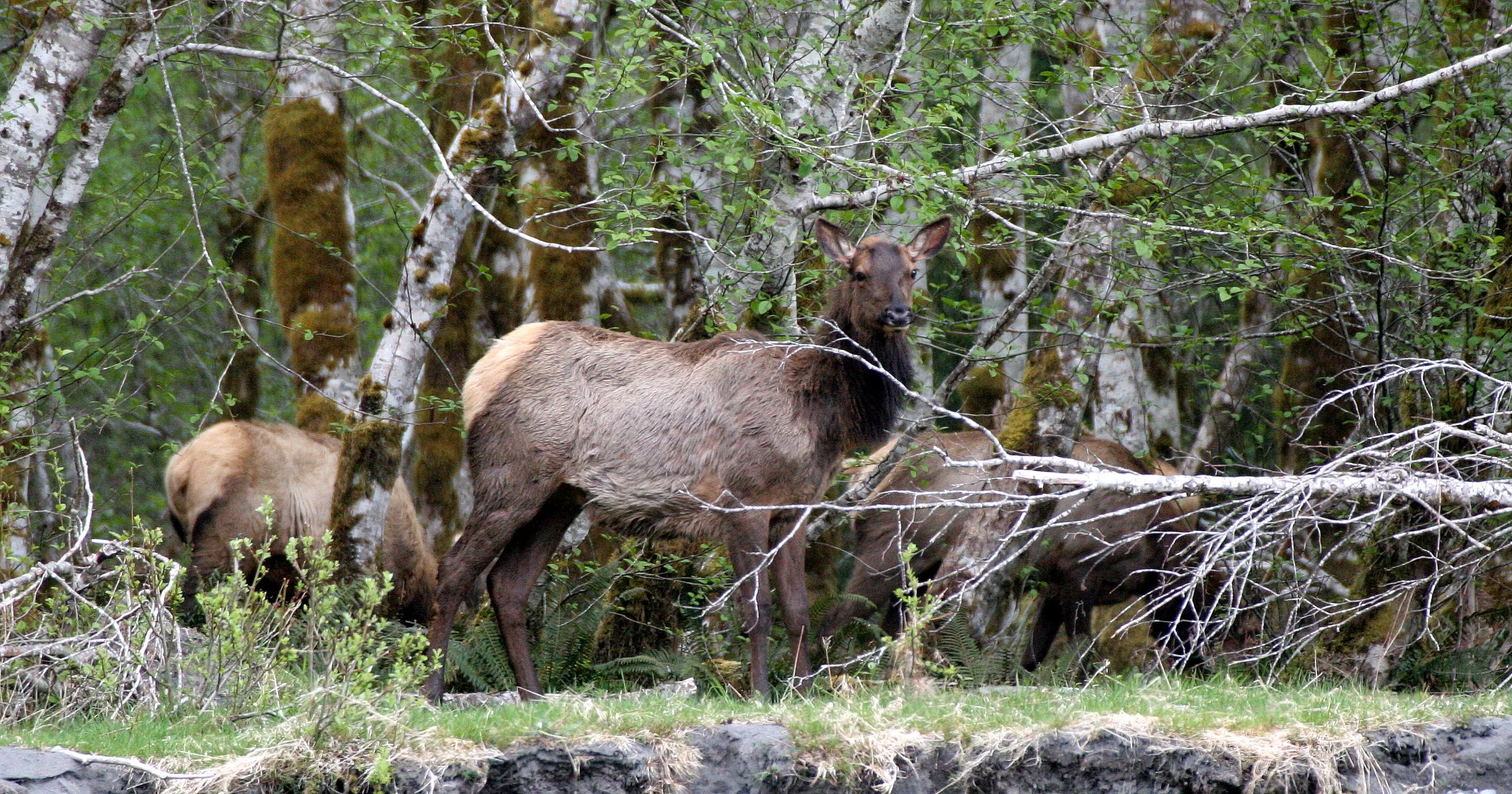 CERVID - ELK - ROOSEVELT ELK - CERVUS ELAPHUS ROOSEVELTI - HOH RIVER VALLEY - ONP WA (16).JPG