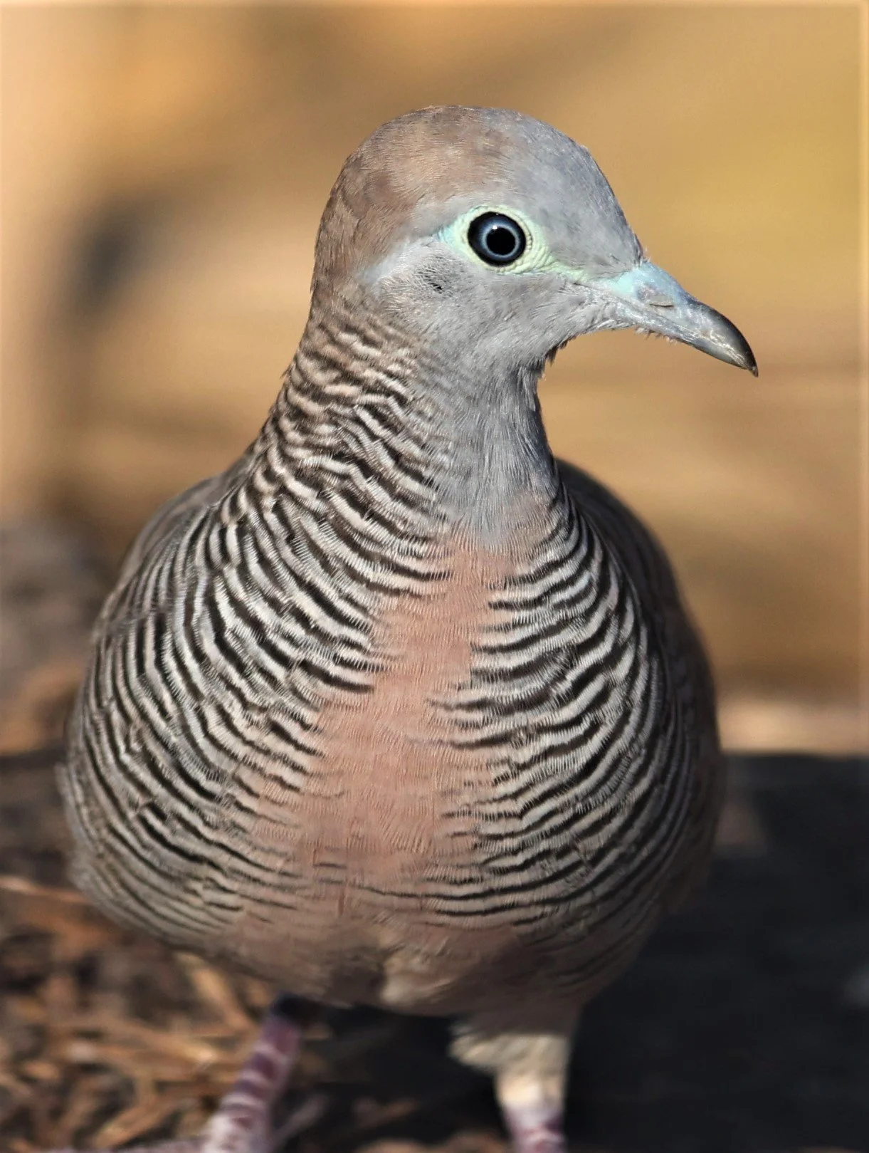 Zebra dove (Geopelia striata) Pathum Thani Rice Research Center Thailand (5).jpg