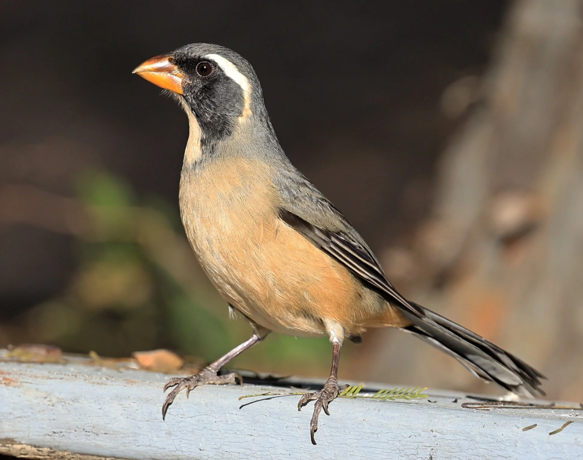 Golden-billed Saltator (Saltator aurantiirostris) Aurora Chaquena Reserve, Neuland Mennonite Colony Paraguay (36).jpg