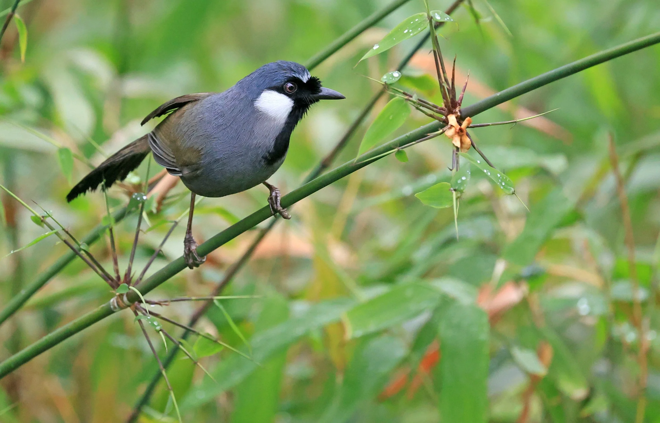 Black-throated Laughingthrush (Pterorhinus chinensis) Khao Yai National Park Feb 2026 Day 2 (47).jpg