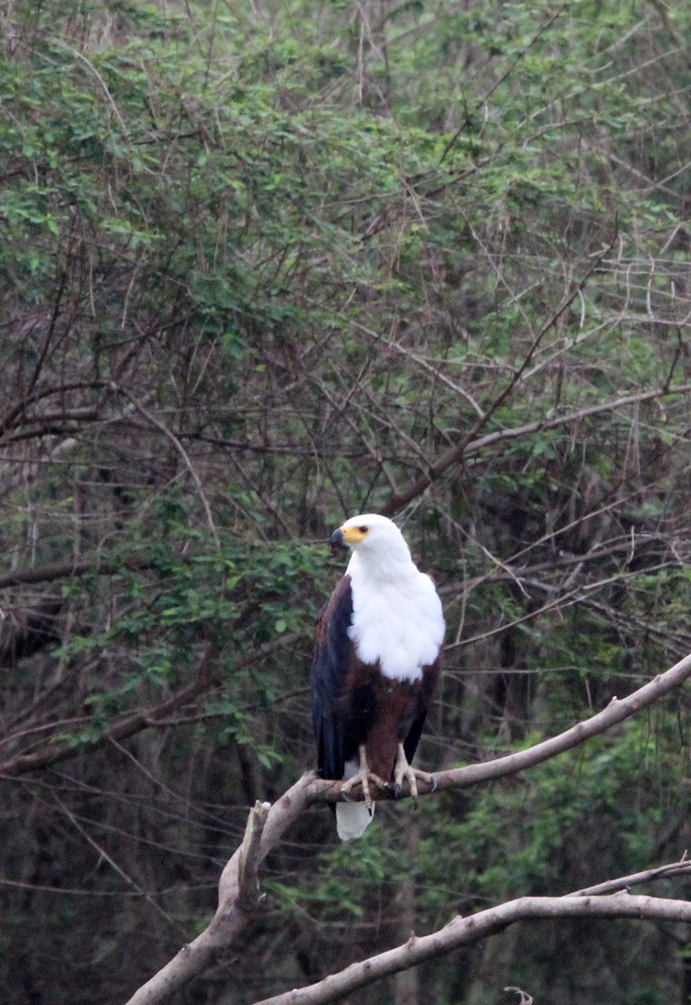 Haliaeetus vocifer - AFRICAN FISH EAGLE - LAKE AWASSA ETHIOPIA (7).JPG