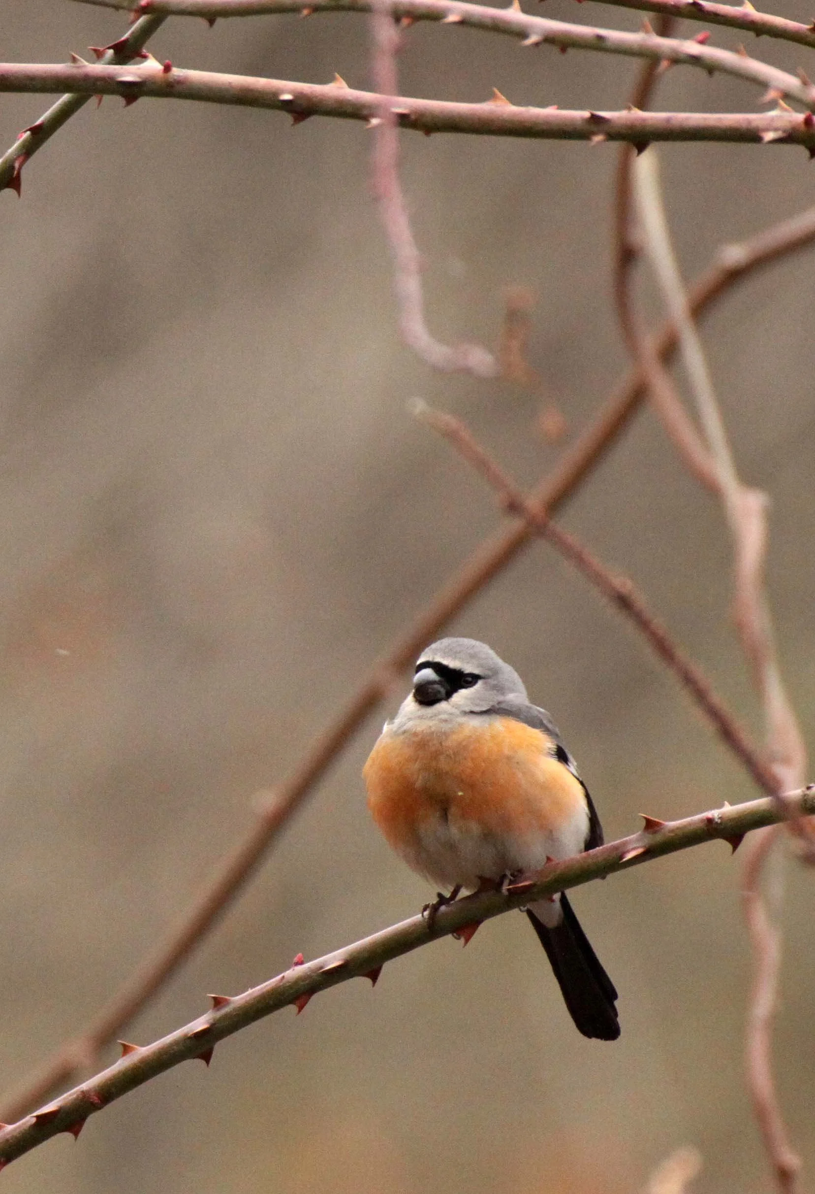 Grey-headed Bullfinch (Pyrrhula erythaca) foping Nature Reserve, Shaanxi China (7).JPG