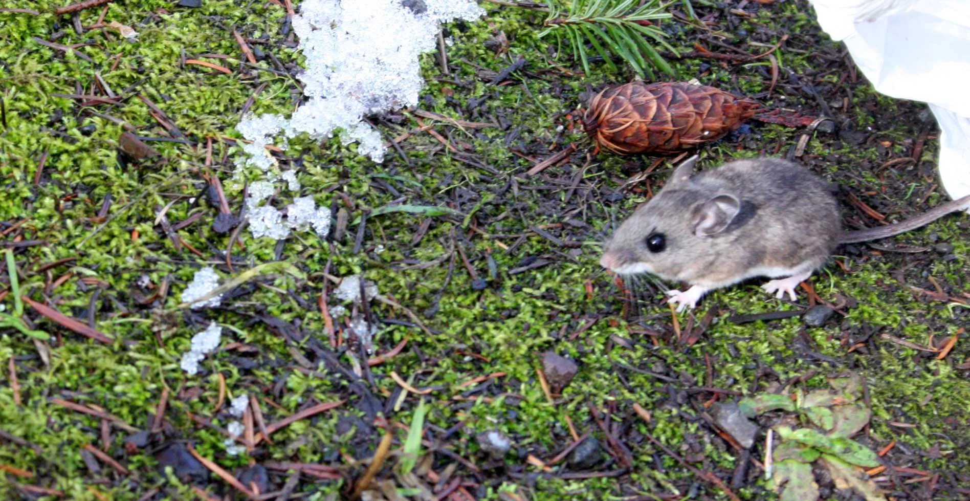 RODENT - MOUSE - DEER MOUSE - PEROMYSCUS MANICULATUS - LAKE FARM TRAILS (8).JPG