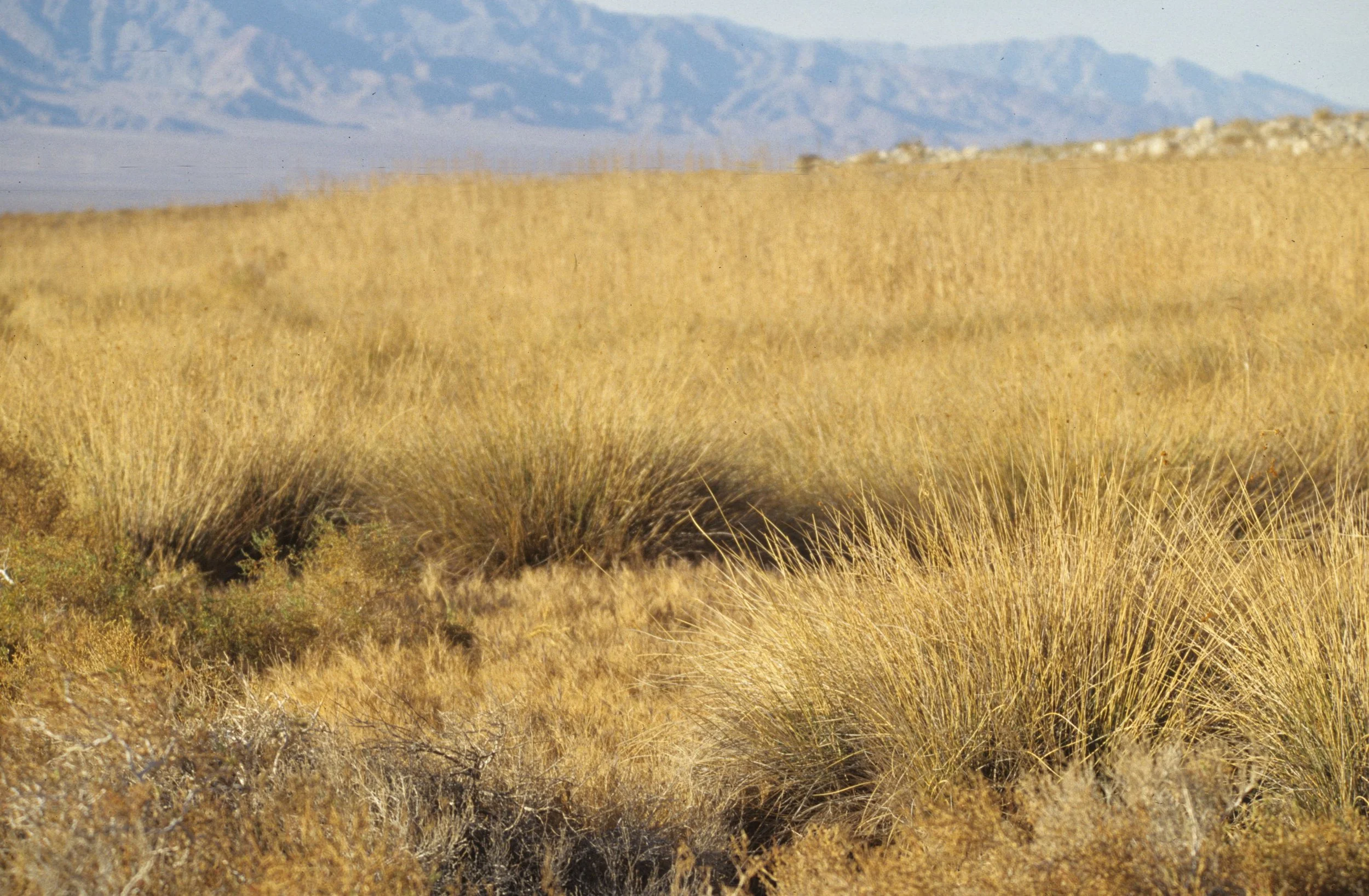 DEATH VALLEY - GRASSLANDS ON OUTSKIRTS OF PARK.jpg