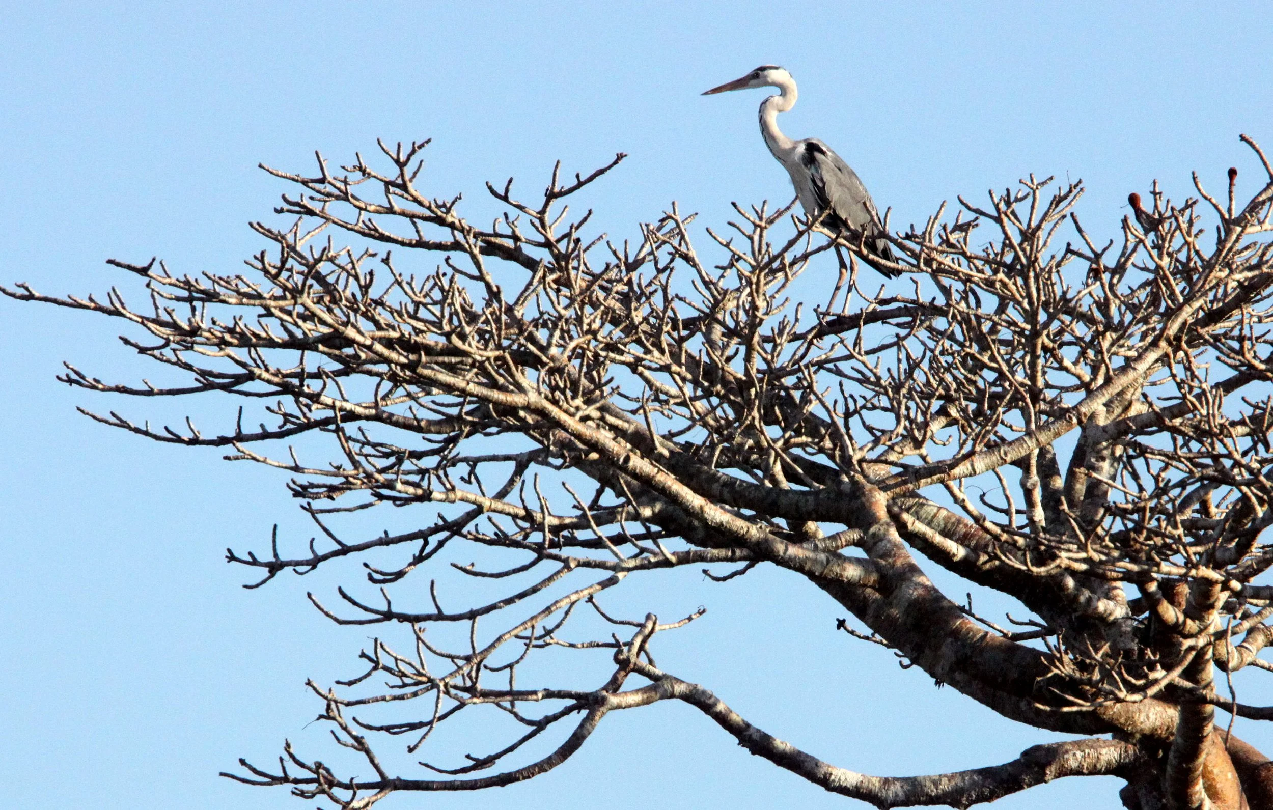 HERON - GREY HERON - Ardea cinerea - KIRINDY NATIONAL PARK - MADAGASCAR (2).JPG