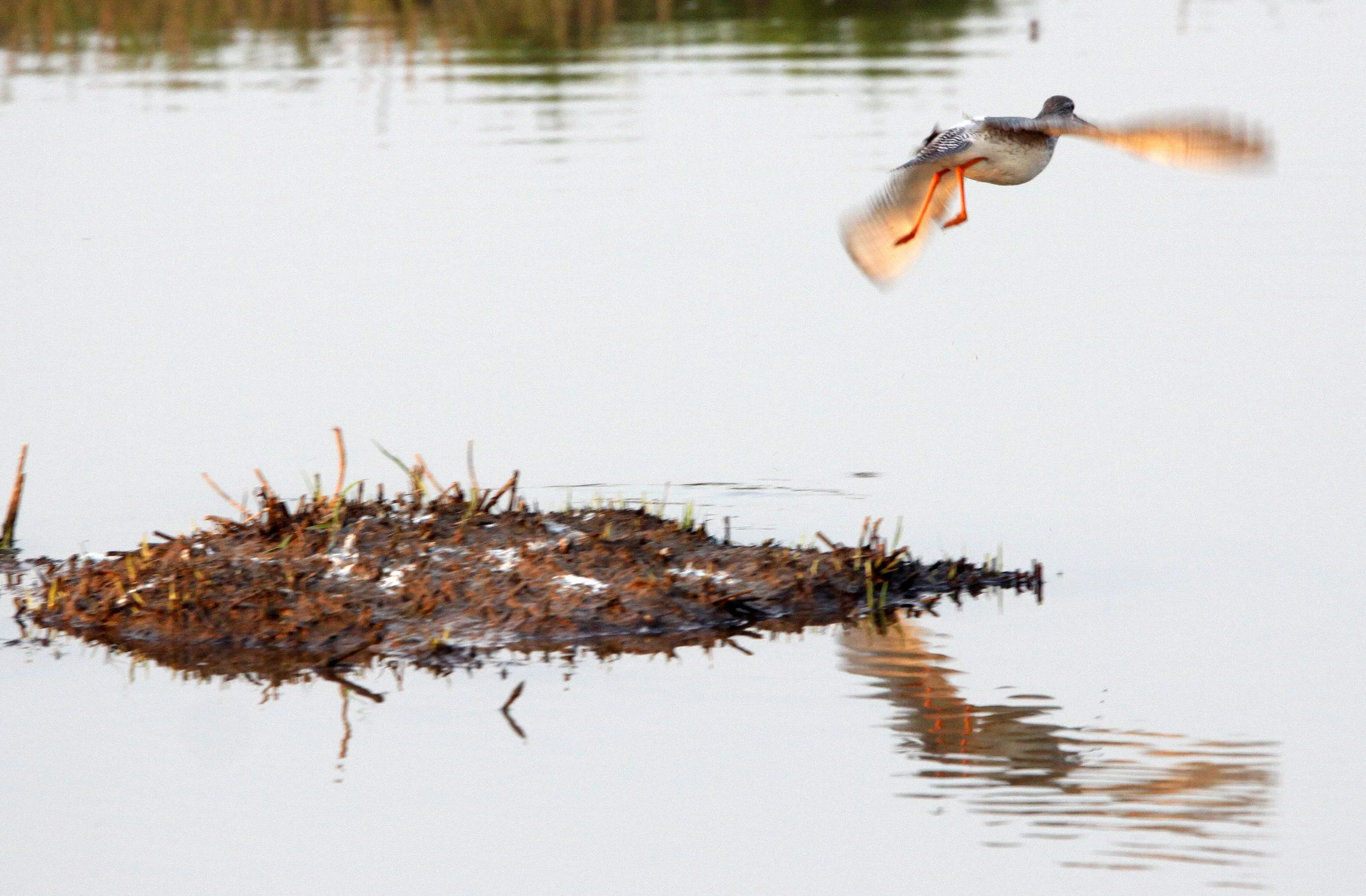 BIRD - REDSHANK - SPOTTED REDSHANK - TRINGA ERYTHROPUS - POYANG LAKE, JIANGXI PROVINCE, CHINA (11).JPG