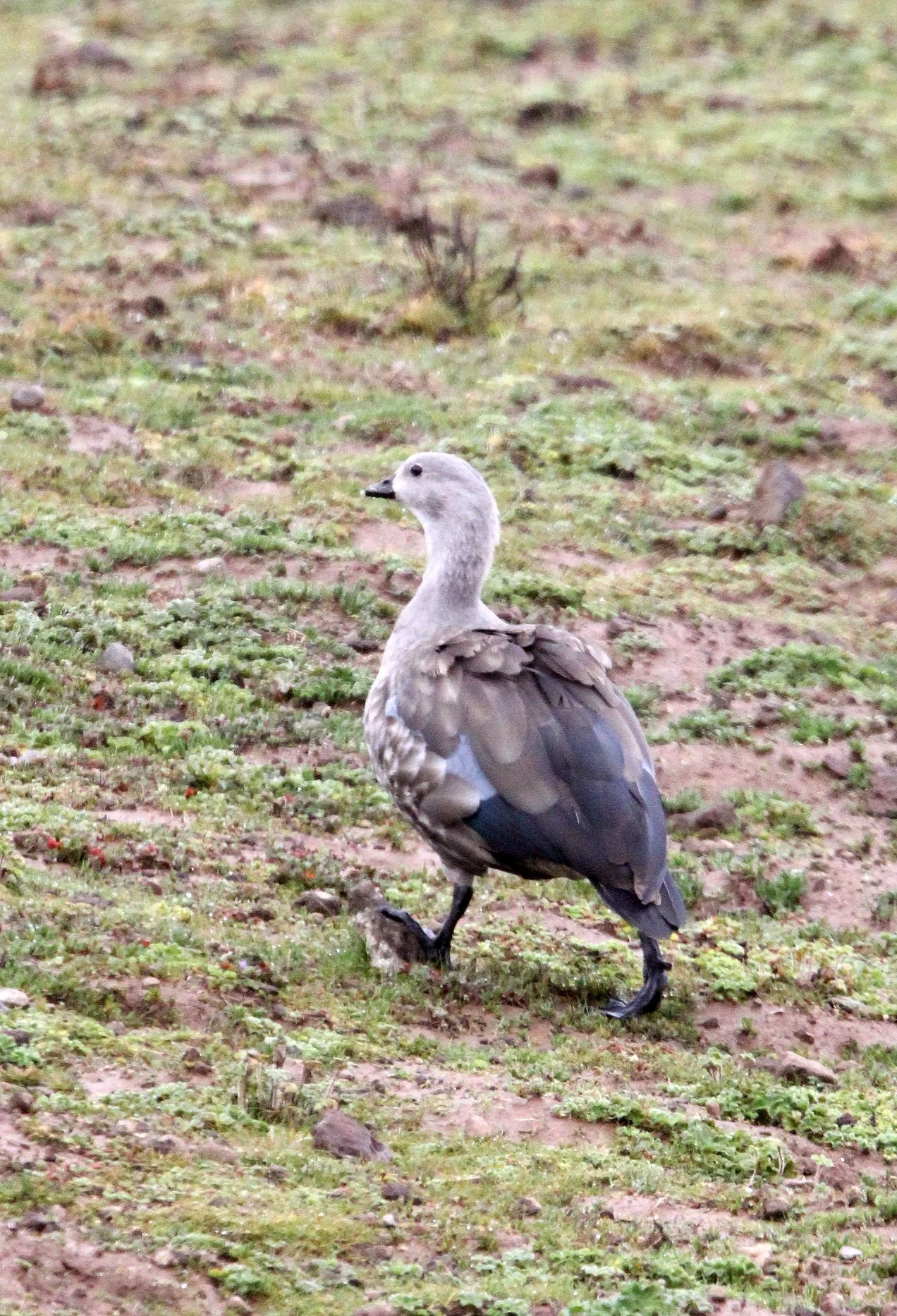 GOOSE - BLUE-WINGED GOOSE - Cyanochen cyanoptera - BALE MOUNTAINS NATIONAL PARK ETHIOPIA (21).JPG