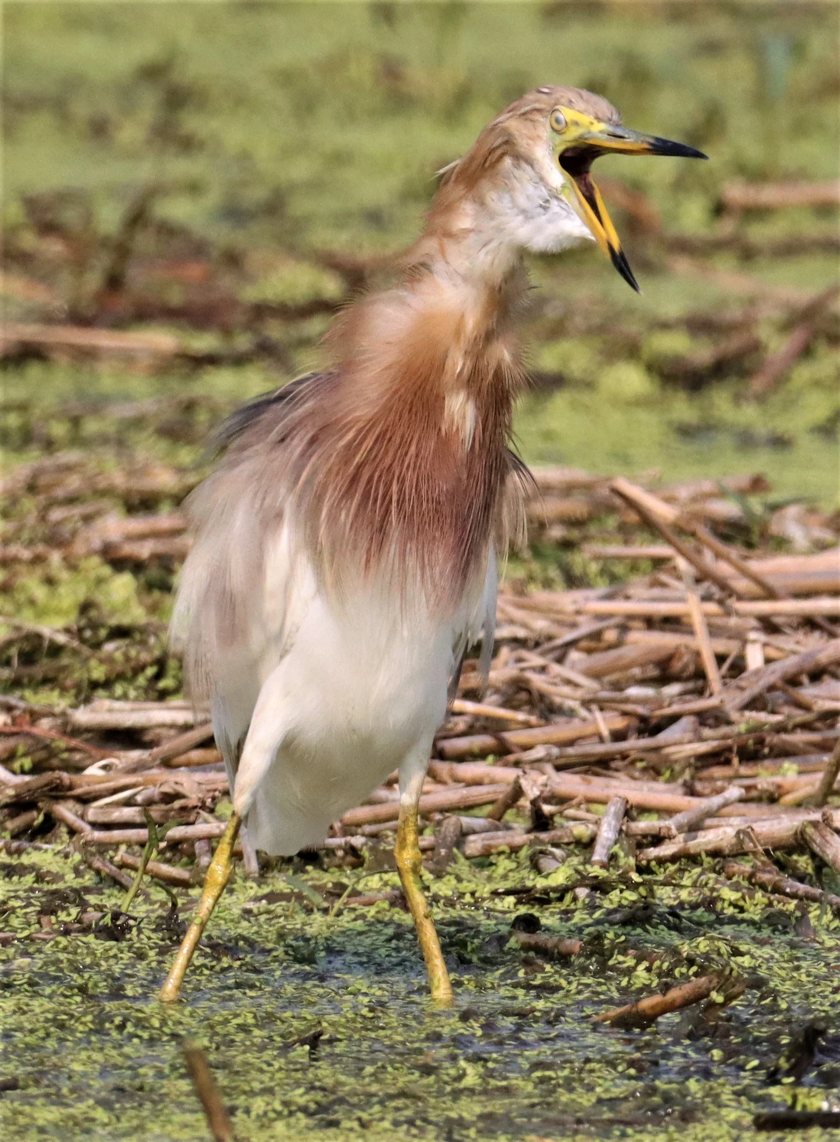 HERON - JAVAN POND HERON - Ardeola speciosa - LAT KRABANG WETLANDS NEAR BKK (25).jpg
