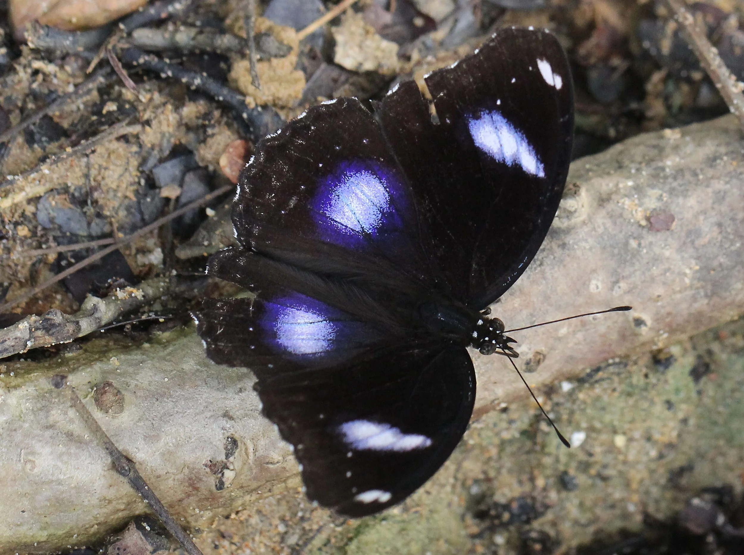 Nymphalidae - Hypolimnas bolina - Koh Lanta Thailand 