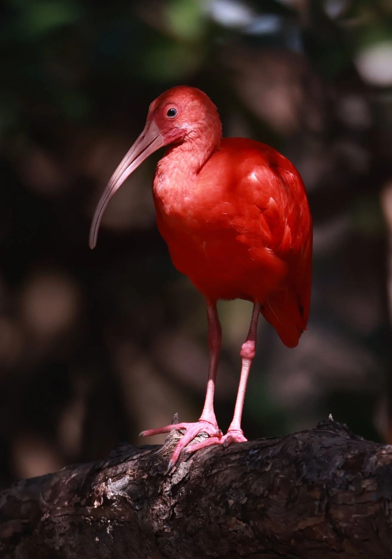 Ibis - Scarlet Ibis - Eudocimus ruber - 29 Songkaow Cafe, Chachoengsao Thailand (325).jpg