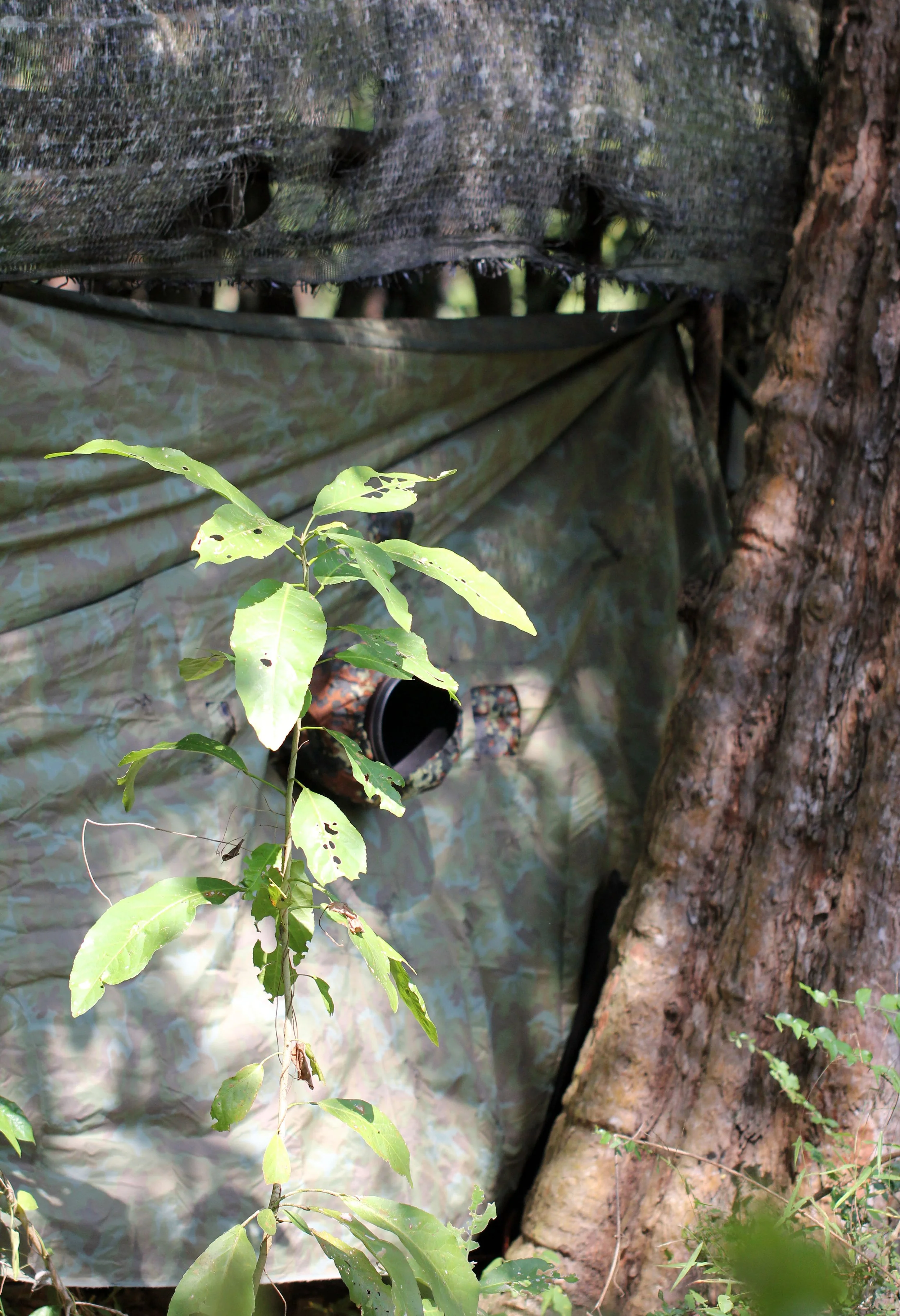 HUAI KHA KHAENG NATURE RESERVE - KAPOK KAPIEN STATION & MINERAL LICK - THAILAND (70).JPG