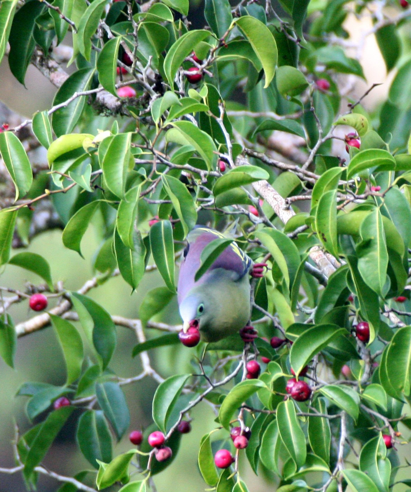 Thick-billed Green Pigeon (Treron curvirostra) Kaeng Krachan NP Thailand (4).JPG