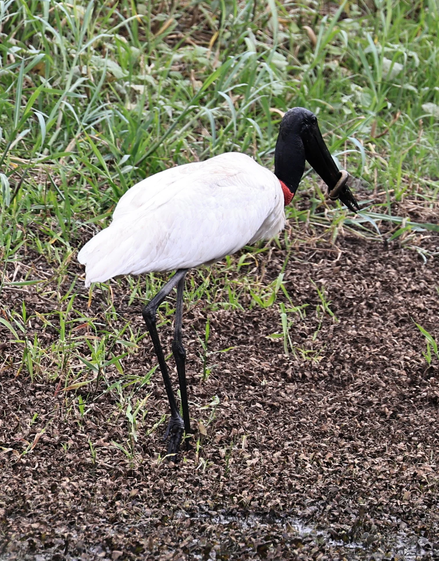 Jabiru (Jabiru mycteria) Agua Dulce Paraguay (3).jpg