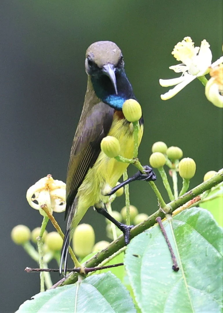 SUNBIRD - OLIVE-BACKED SUNBIRD - Nectarinia jugularis - KAENG KRACHAN NATIONAL PARK 16 OCT 2021 (9).jpg