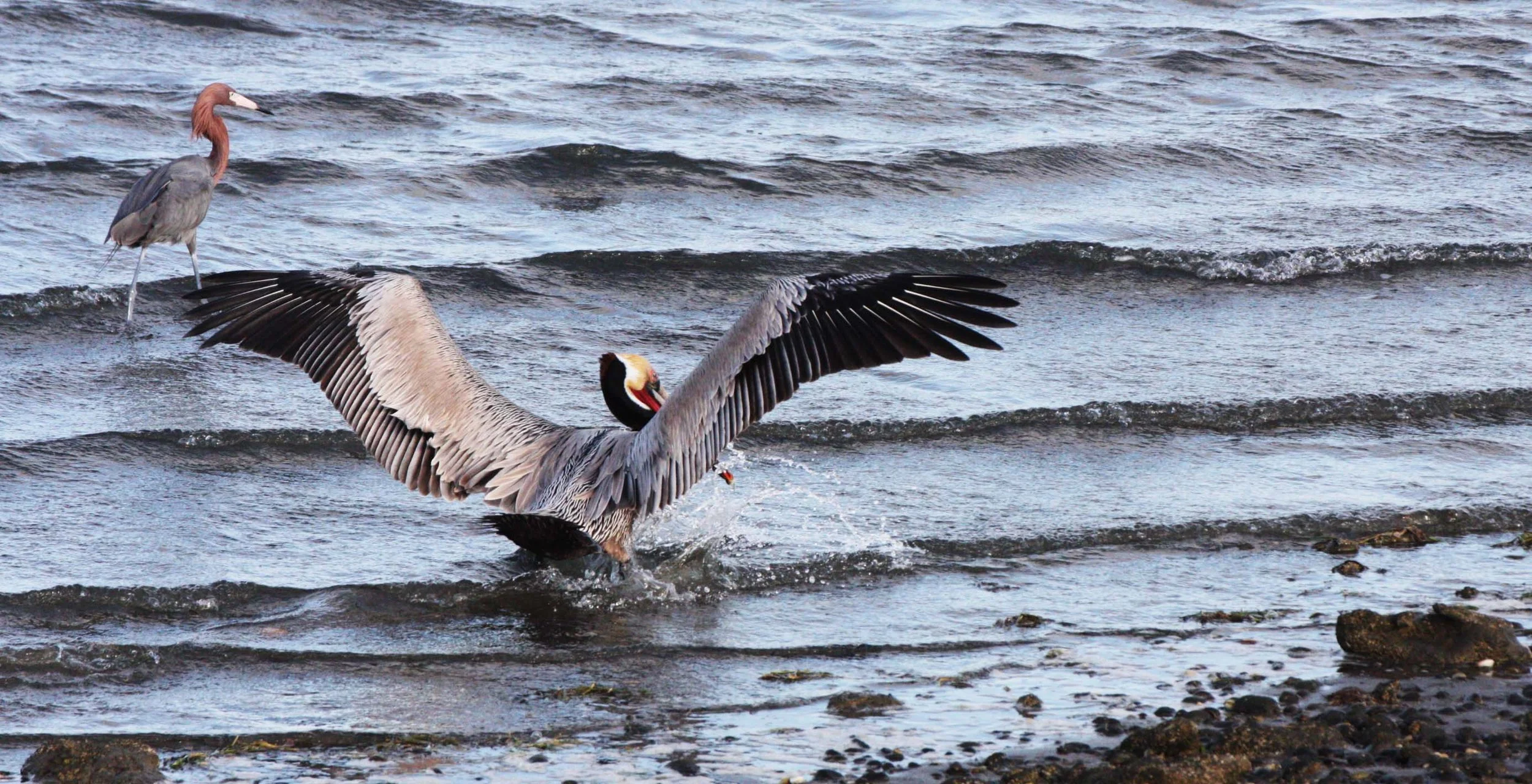 Pelecanus occidentalis - BROWN PELICAN - SAN IGNACIO LAGOON BAJA MEXICO (22).JPG