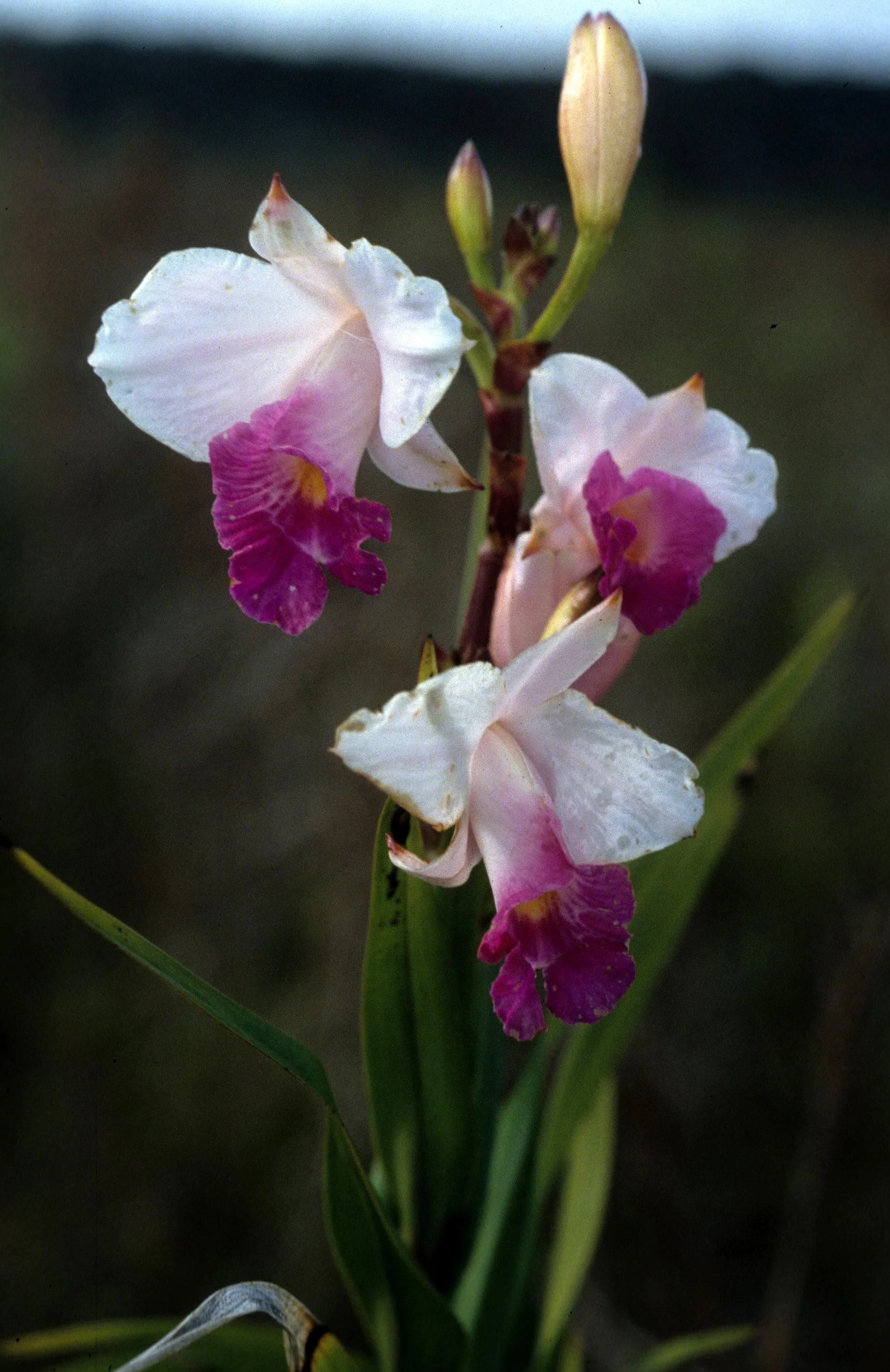 HAWAII - HAWAII - ORCHID - NATIVE HAWAIIAN.jpg