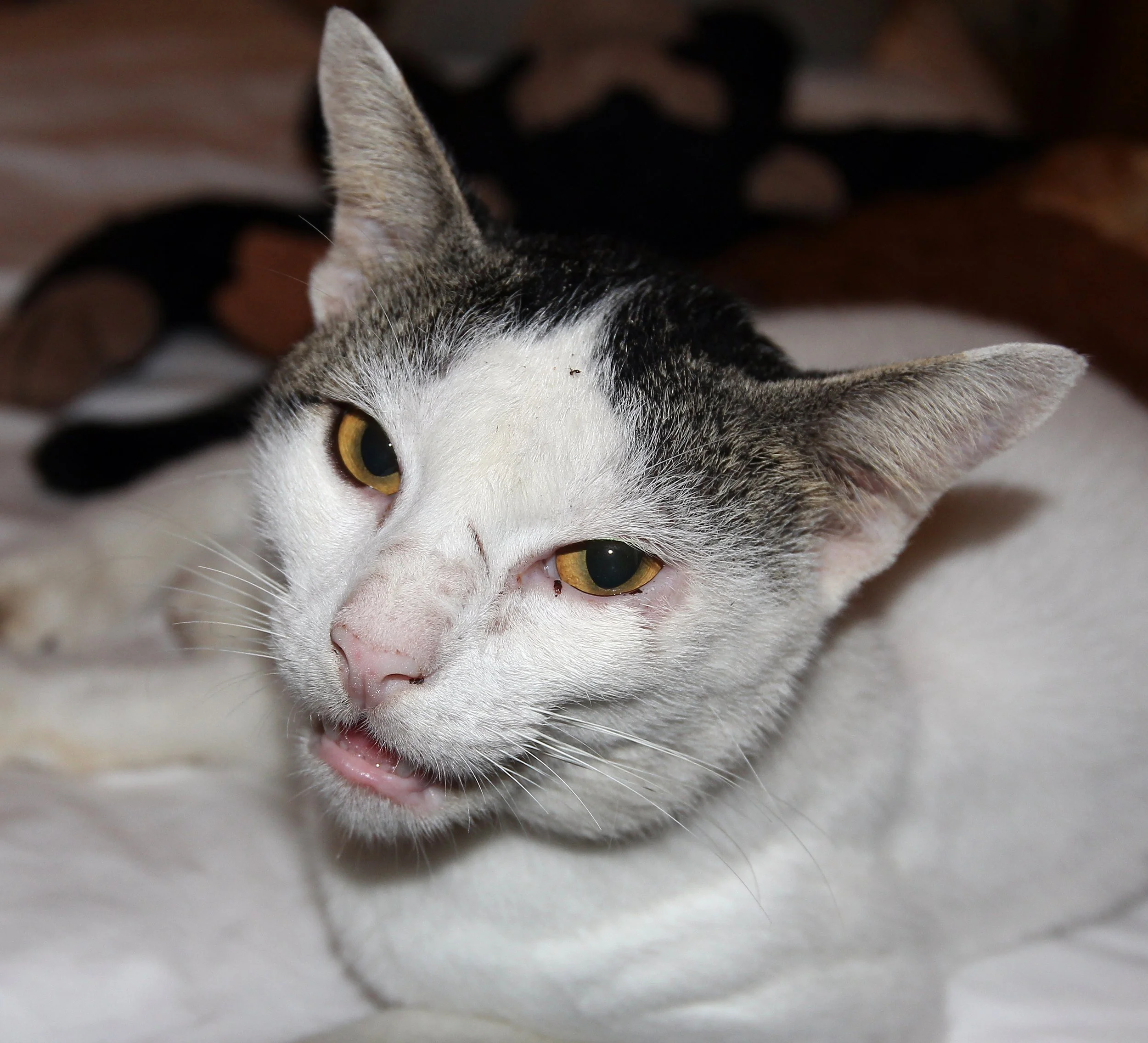 2015 Koh Lanta Summer Misc Images (1155).JPG