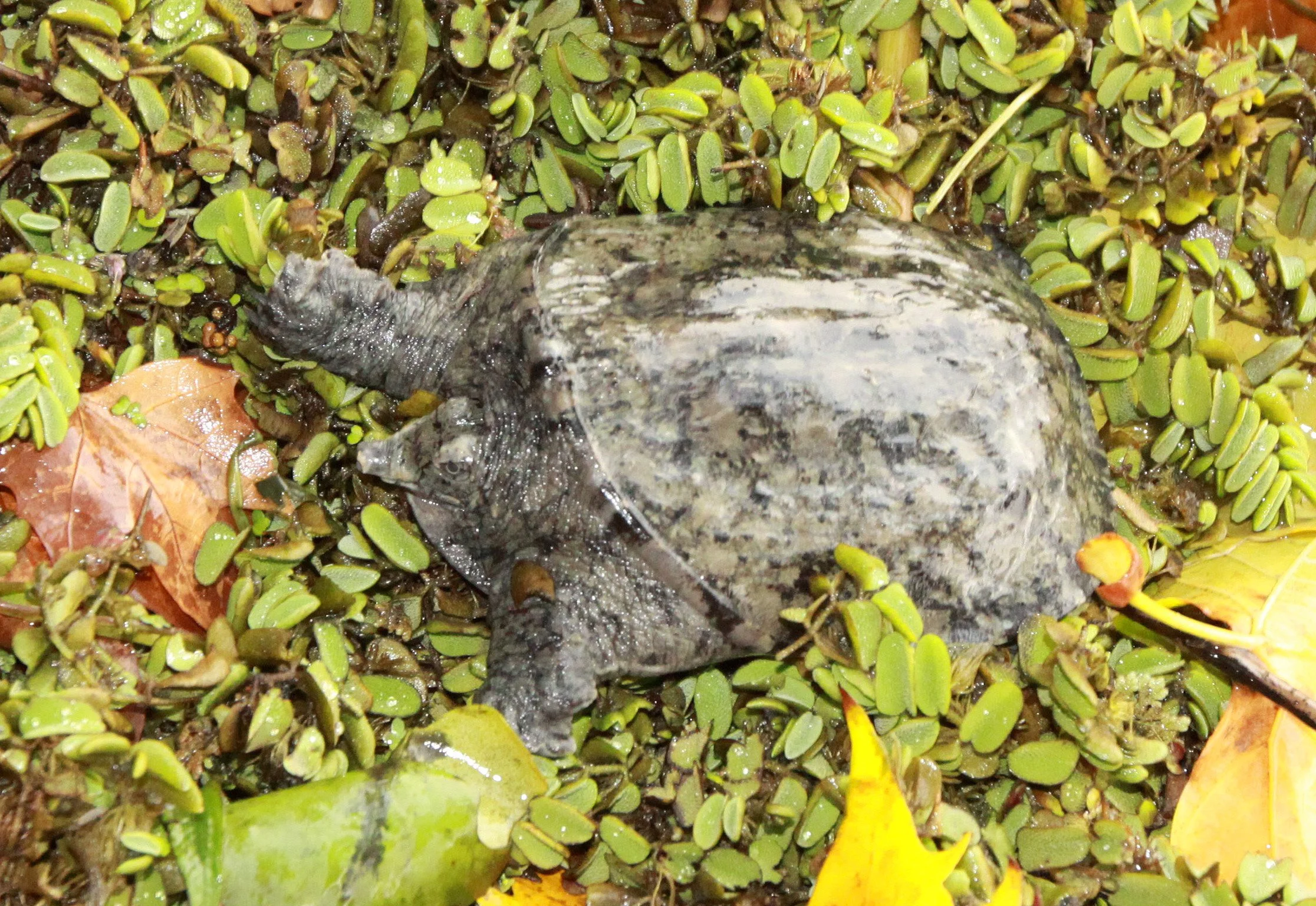 TAI LAKE - WUXI CHINA - ECOSCI FIELD TRIP - NOVEMBER 2011 (31).JPG