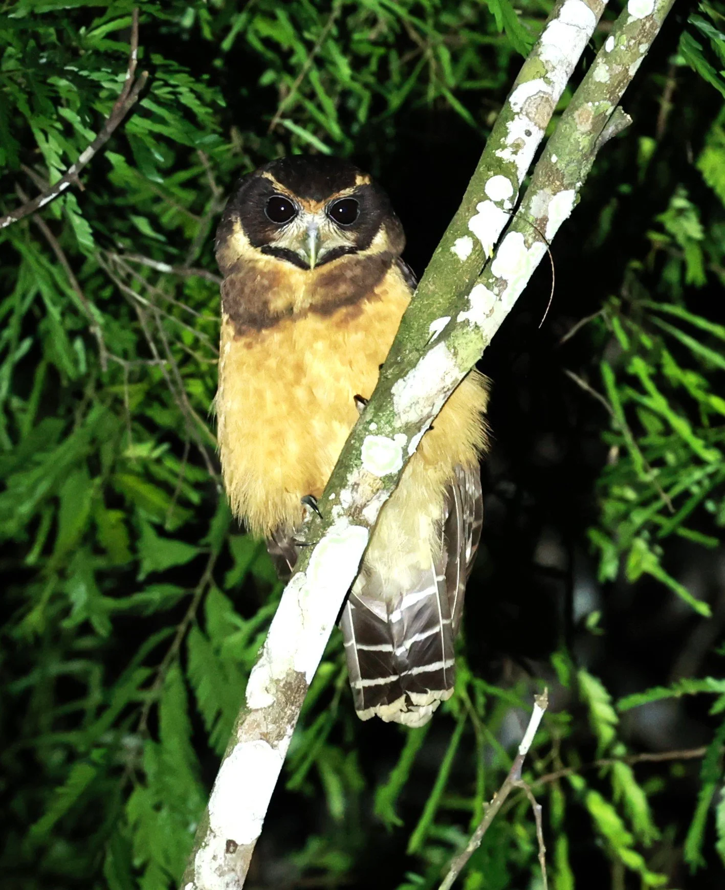 Birds of Rio Doce State Park, Minas Gerais, Brazil — Coke Smith Wildlife