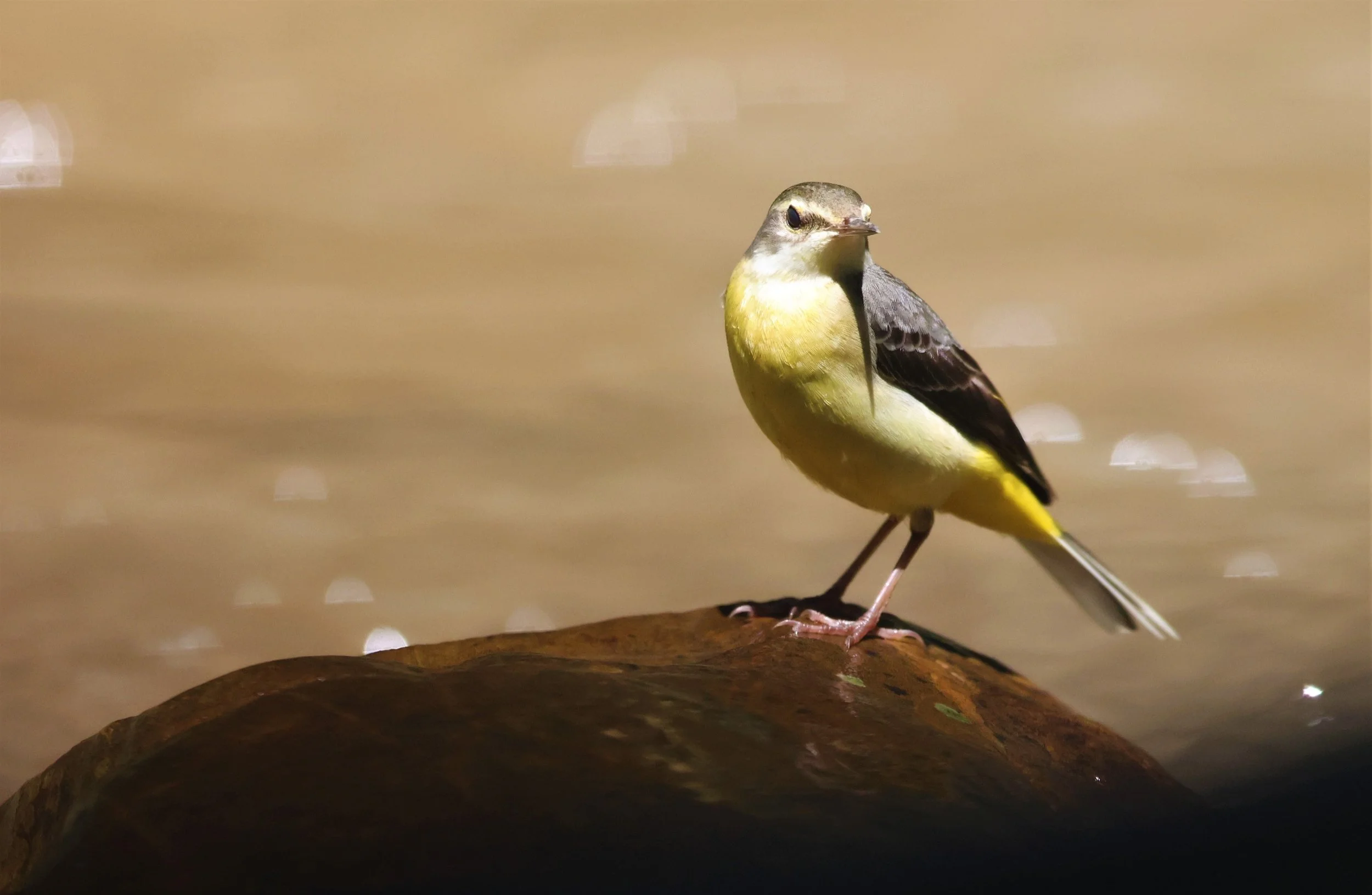 GREY WAGTAIL - Motacilla cinerea - KAENG KRACHAN NP 26 OCT 2021 (84).jpg