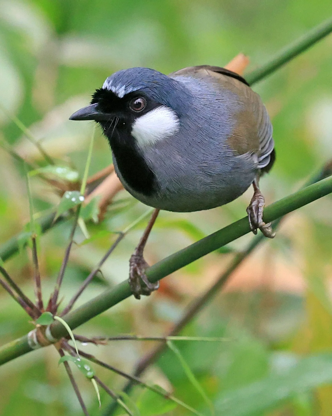 Black-throated Laughingthrush (Pterorhinus chinensis) Khao Yai National Park Feb 2026 Day 2 (62).jpg