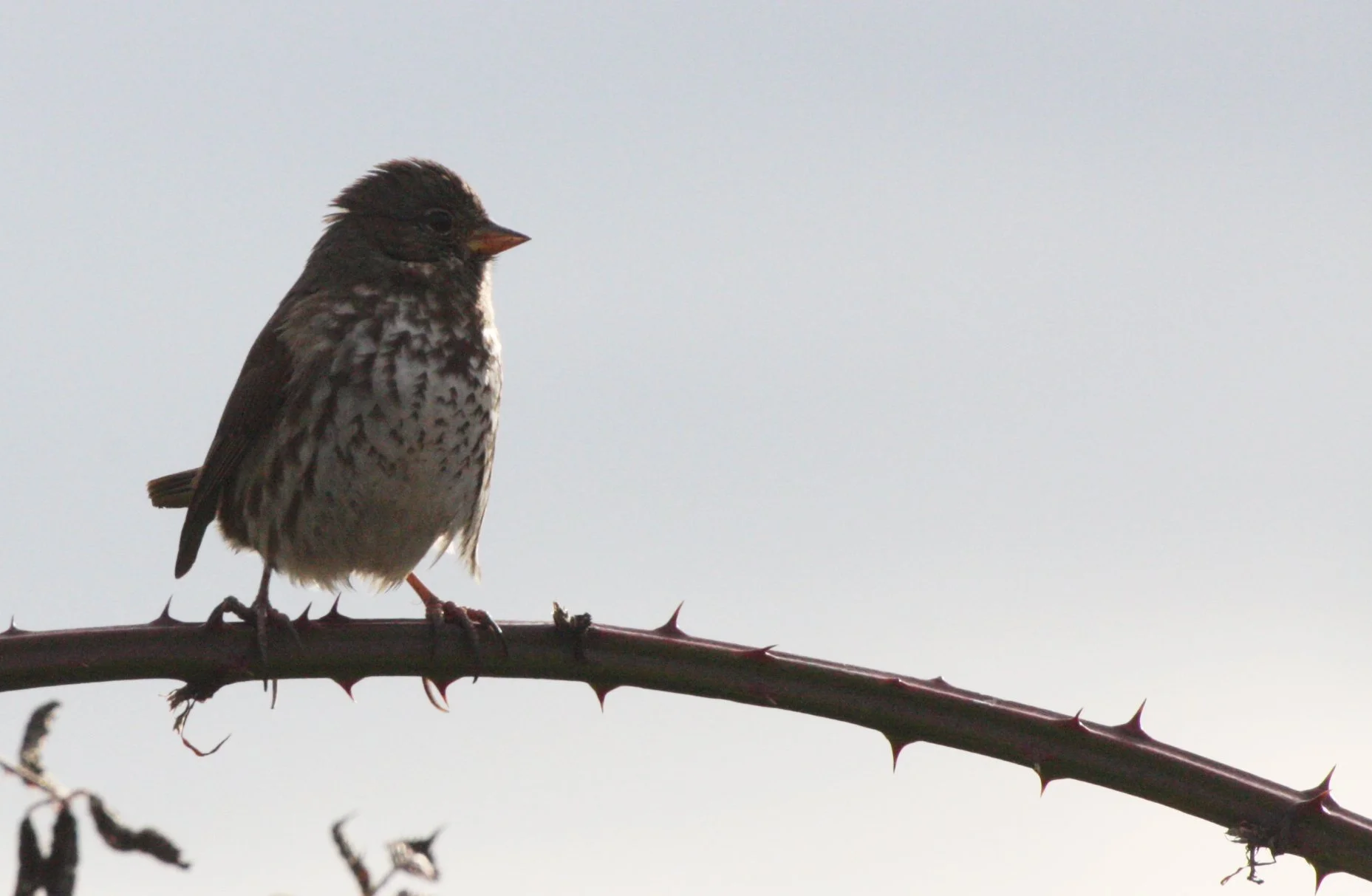BIRD - SPARROW - FOX SPARROW - JAMESTOWN WA (10).JPG