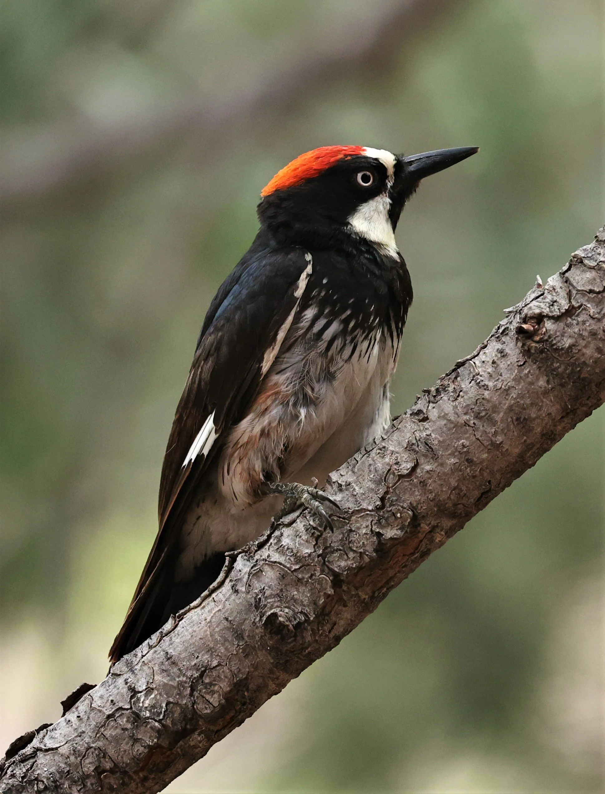 Melanerpes formicivorus - ACORN WOODPECKER - CAVE CREEK ARIZONA AUGUST 2022 (16).jpg