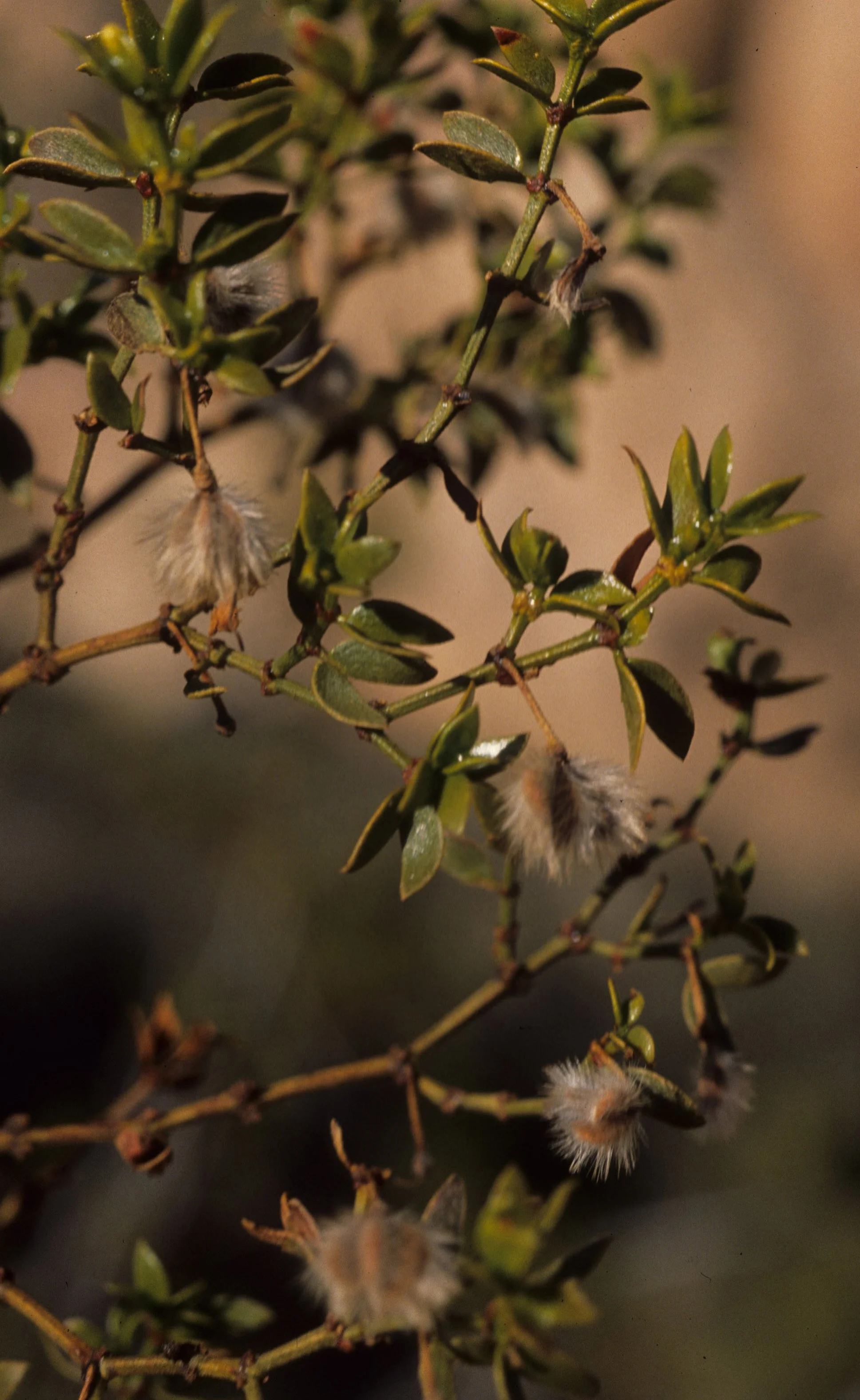 ANZA BORREGO - ZYGOPHYLLACEAE - LARREA DIVARICATA - CREOSOTE BUSH.jpg