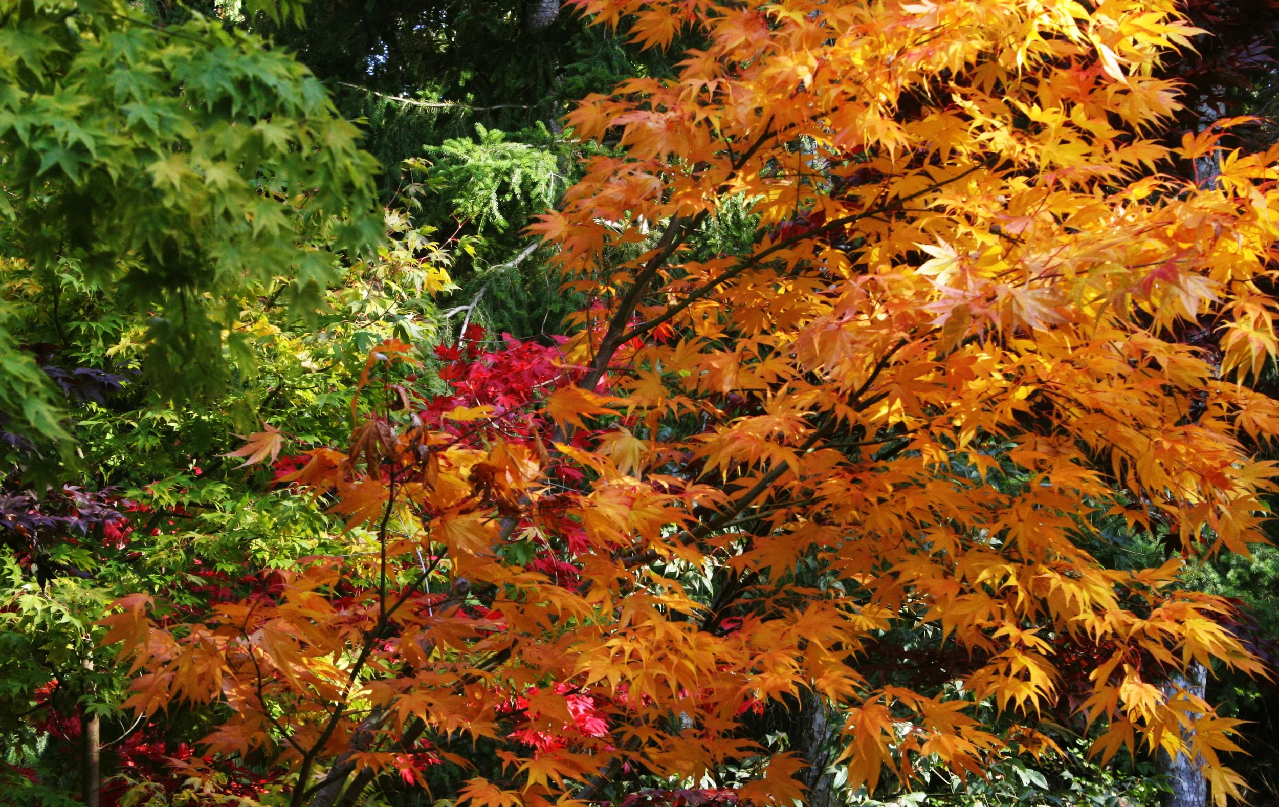 2008-10-26 MAPLE AND MERLOT - ELWHA RIVER VALLEY WA (9).JPG