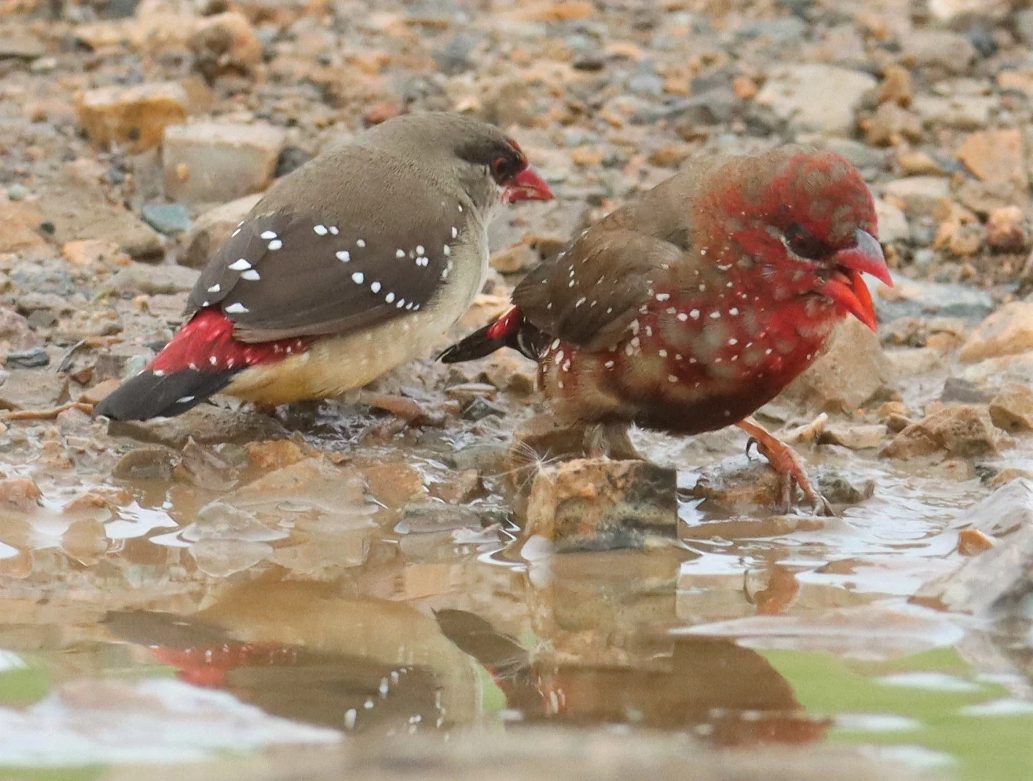 RED AVADAVAT - Amandava amandava - THAP YAO RICE FIELDS LAT KRABANG (144).jpg
