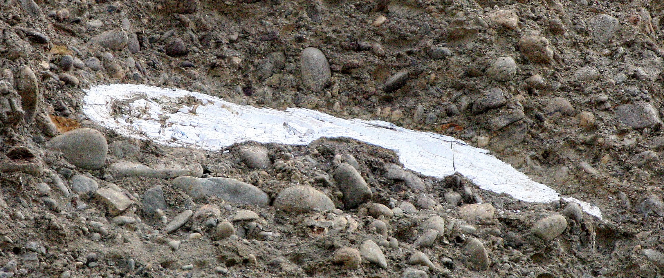 MASTADON TUSK COMING FROM LAKE FARM BLUFFS (2).JPG