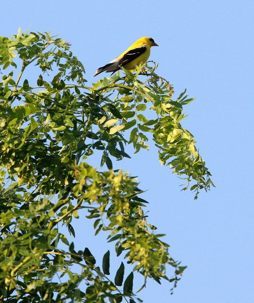 American Goldfinch (Spinus tristis) McKee Marsh, Illinois (2).JPG