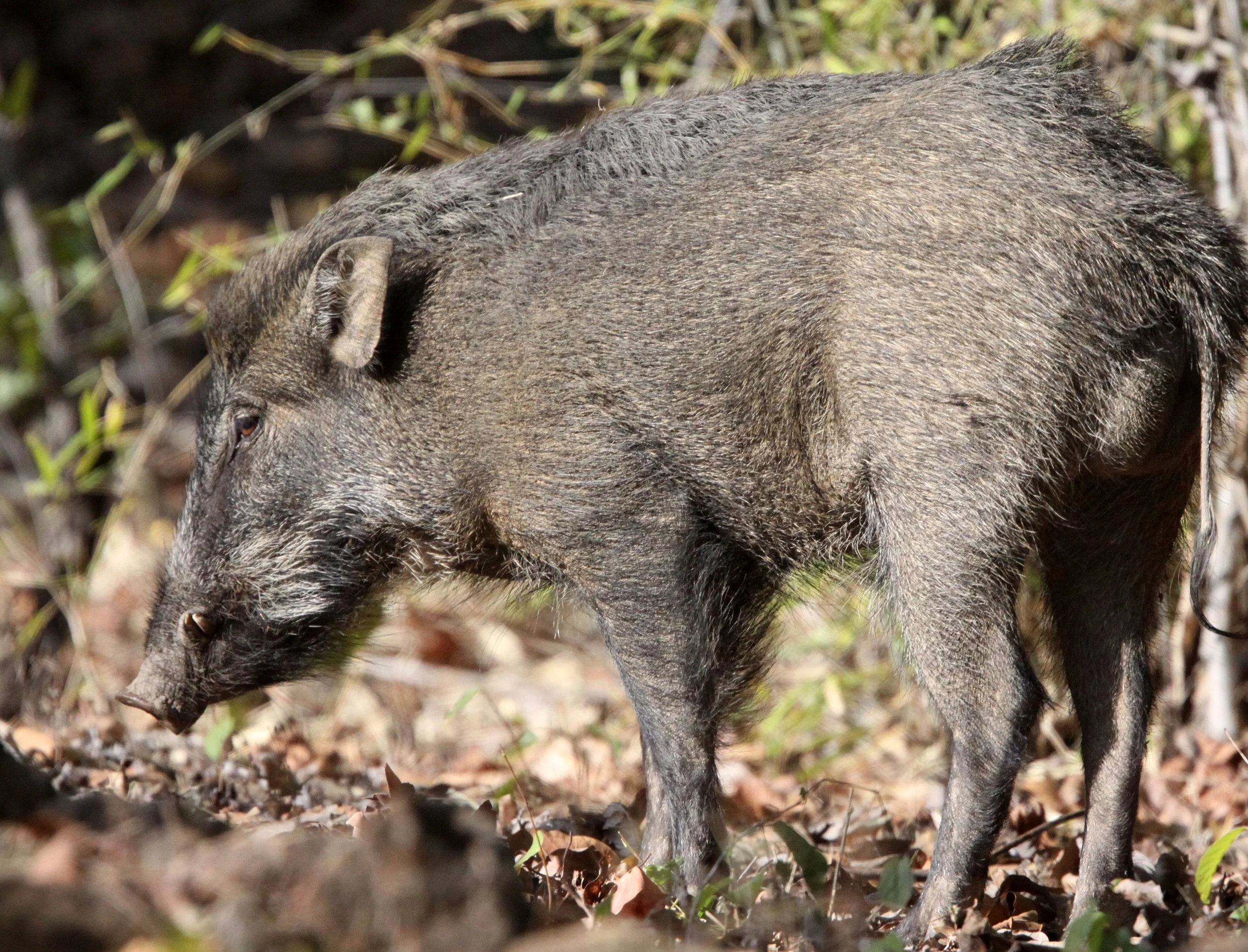 Sus scrofa cristatus - INDIAN BOAR - BANDHAVGAR NATIONAL PARK INDIA (38).JPG