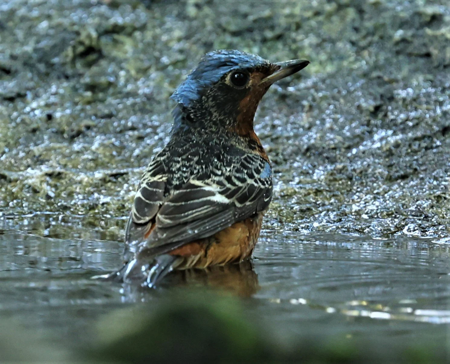ROCK-THRUSH - WHITE-THROATED ROCK-THRUSH - Monticola gularis - WAT THAM PRATHUM CHONBURI March 2022 (69).jpg