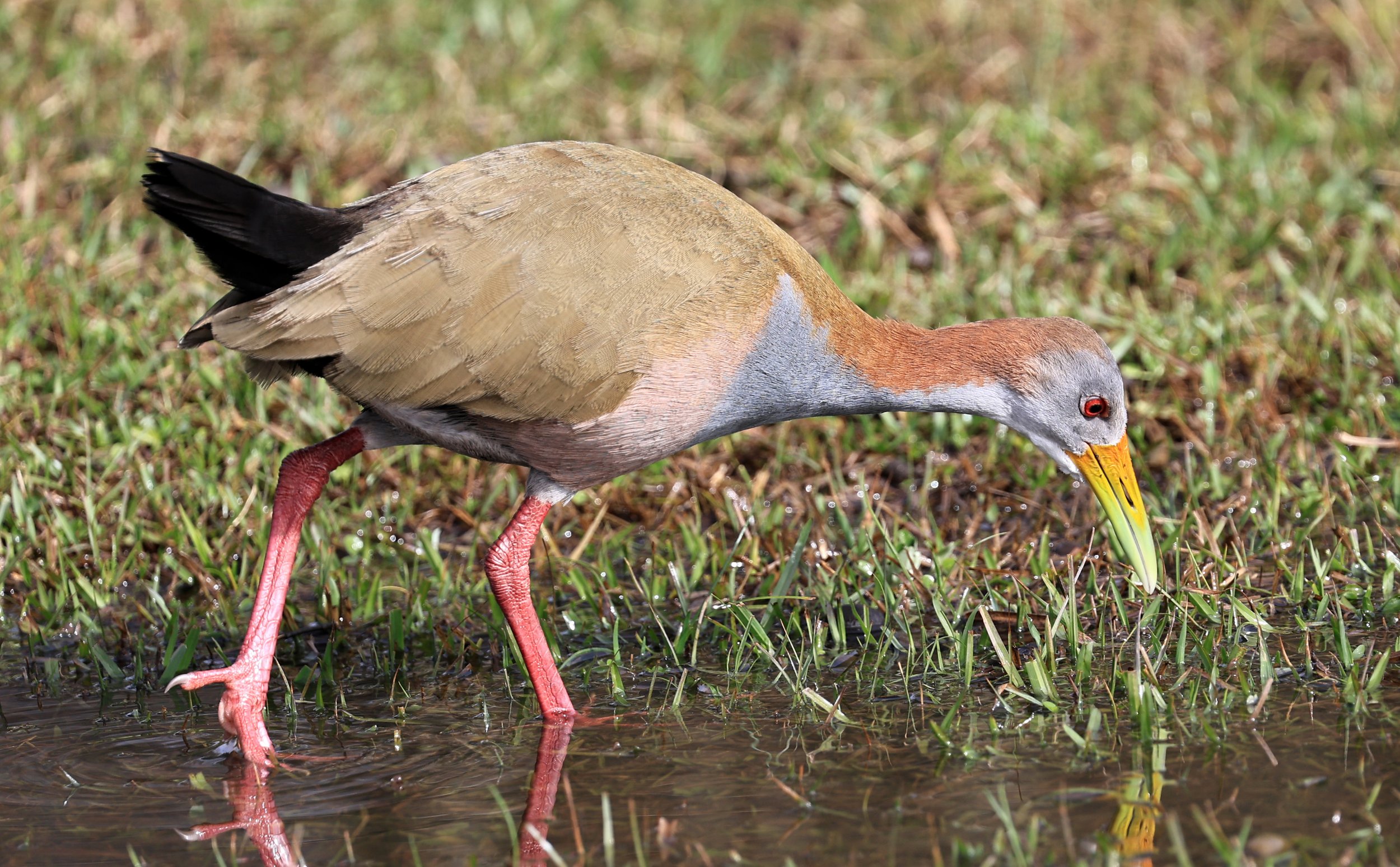 Giant Wood-rail (Aramides ypecaha) El Palmar National Park, Entre Rios, Argentina  day 2 (13).jpg