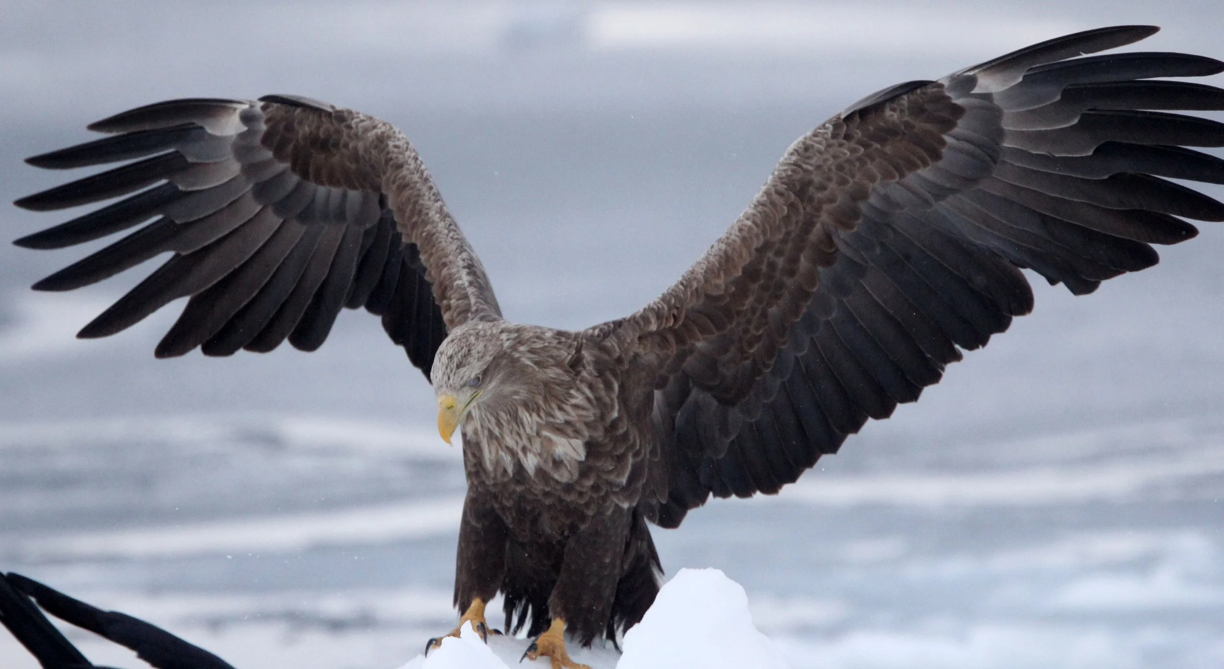 BIRD - EAGLE - WHITE-TAILED EAGLE - RAUSU, SHIRETOKO PENINSULA & NATIONAL PARK - HOKKAIDO JAPAN (87).JPG