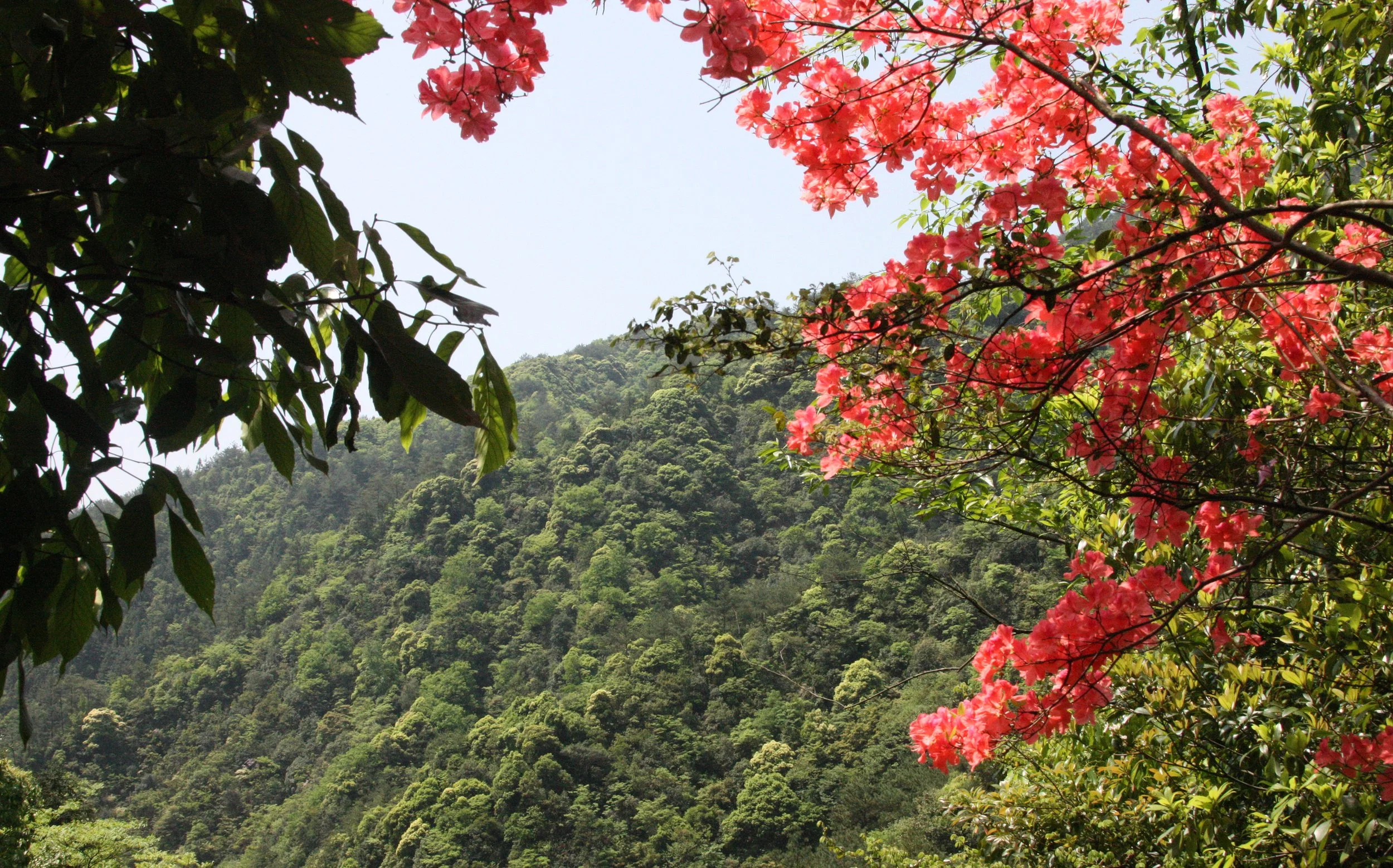 MONKEY VALLEY - FUXI VILLAGE NEAR HUANGSHAN CHINA (7).JPG