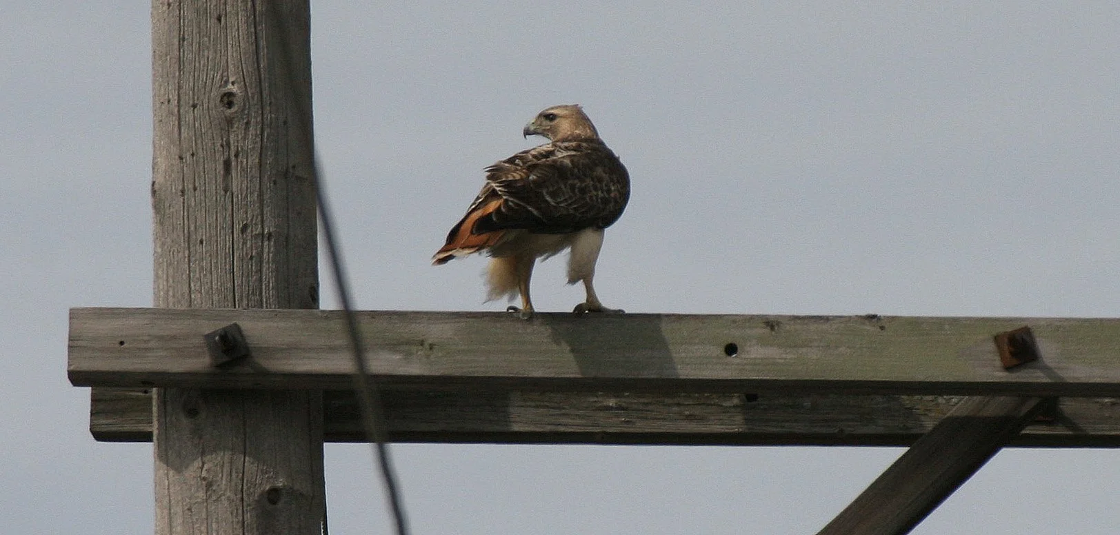 Buteo jamaicensis - RED-TAILED HAWK - WHEATON ILLINOIS (4).JPG