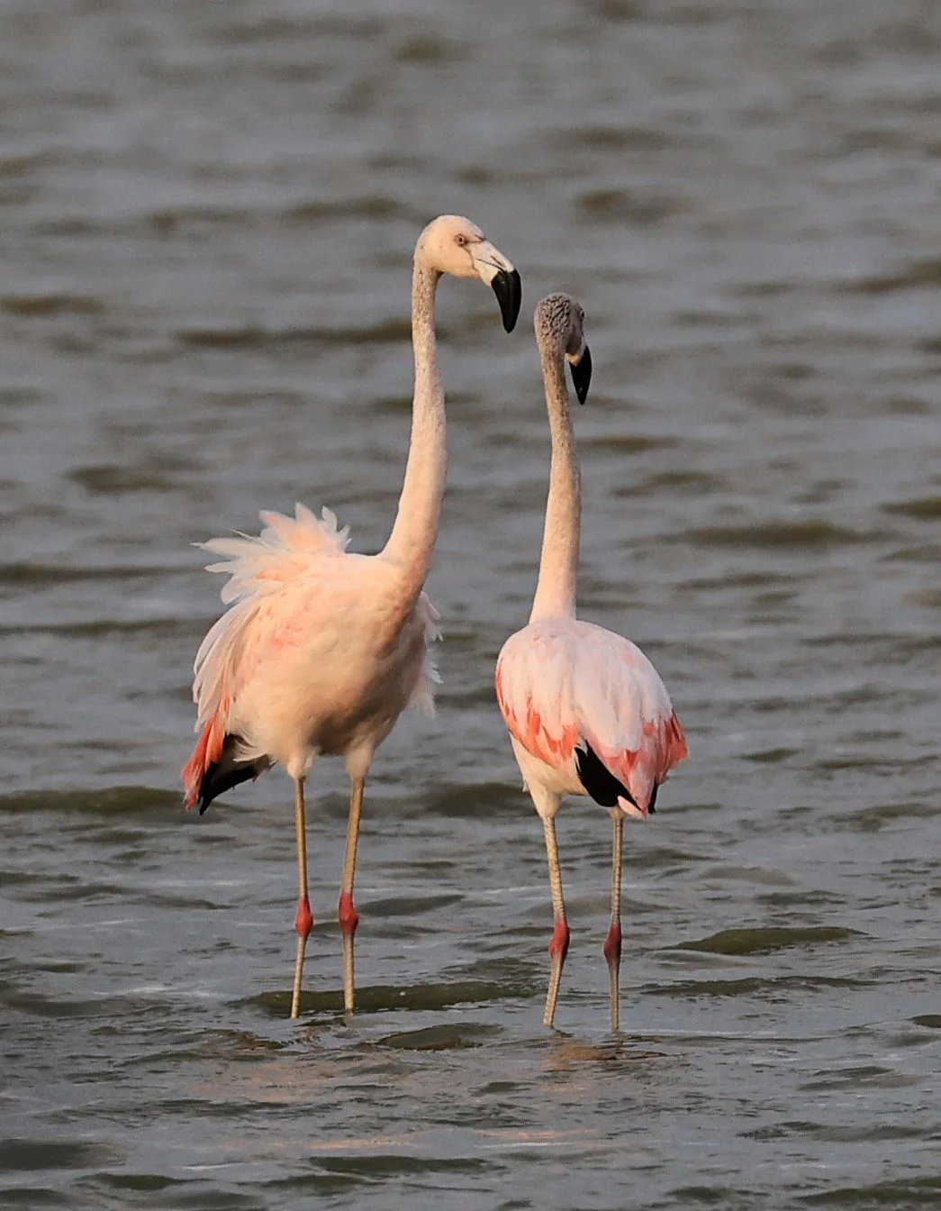 Chilean Flamingo (Phoenicopterus chilensis) Chaco Lodge & Laguna Salada Paraguay (65).jpg