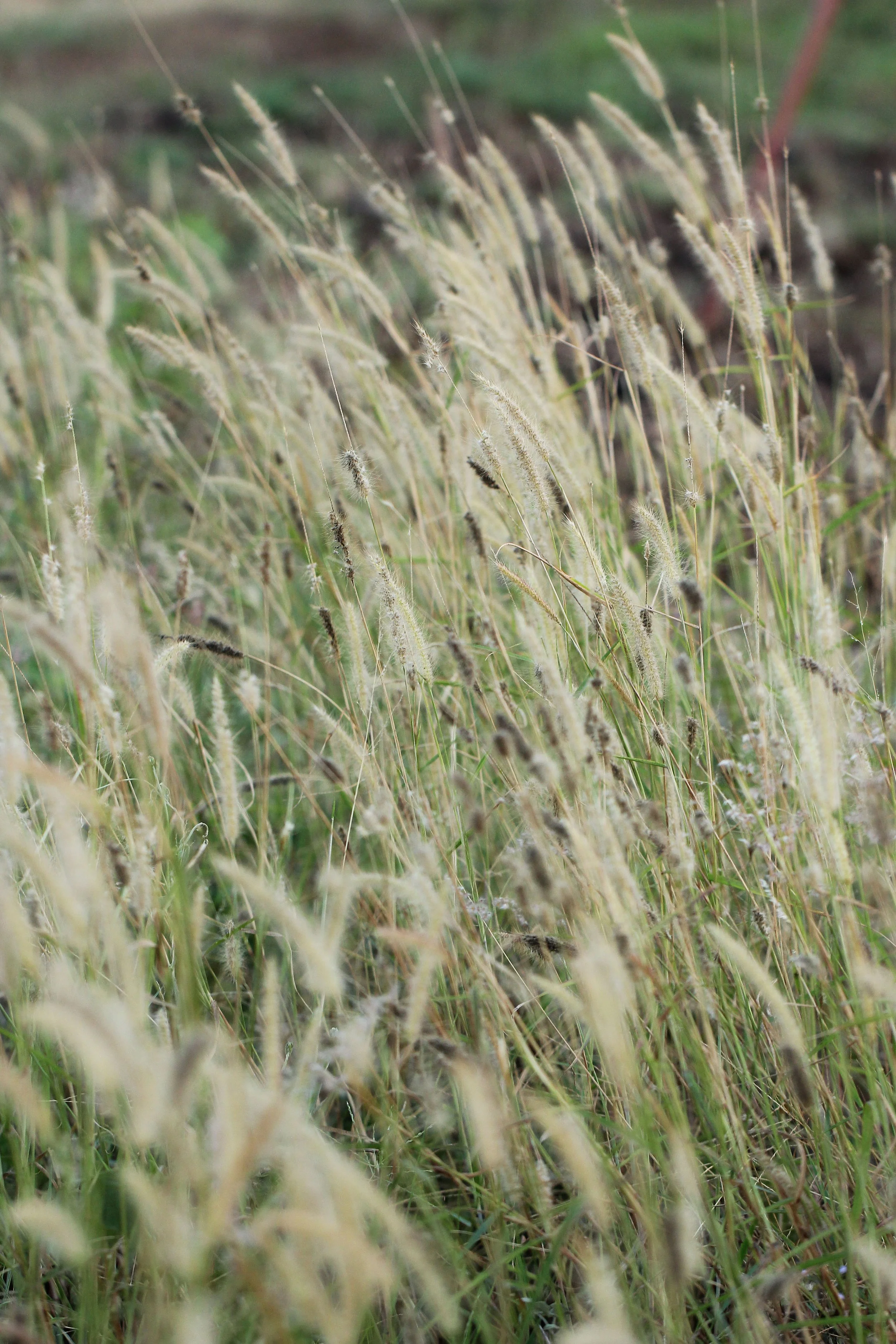 2015 Khao Pang Ma Nonhunting Area (115).JPG